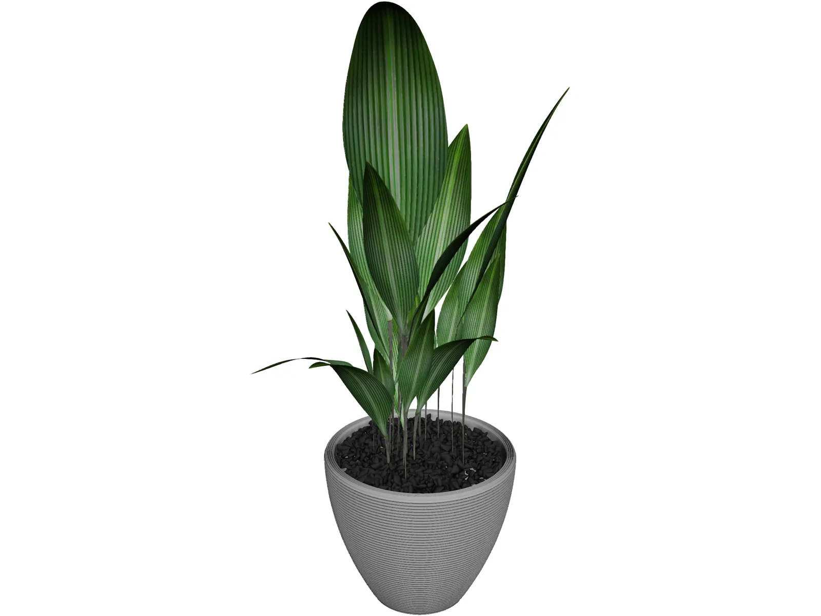 Ficus 3D Model main preview