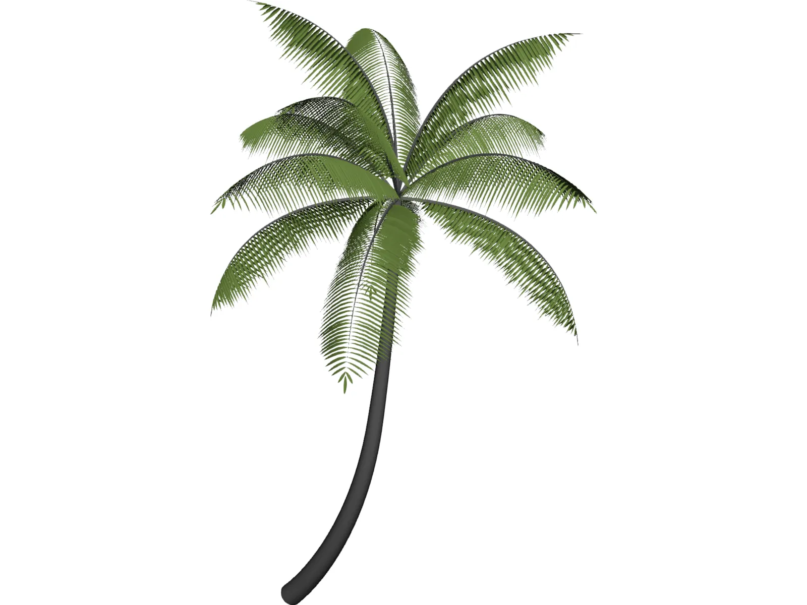 Palm 3D Model main preview