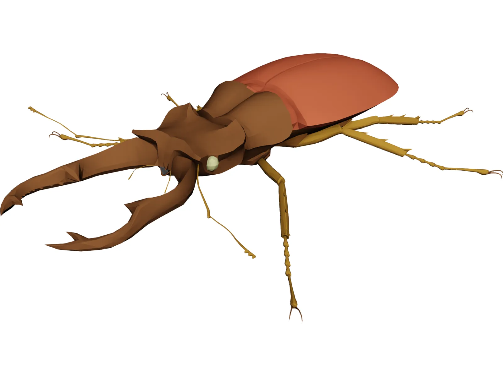 Beetle 3D Model main preview