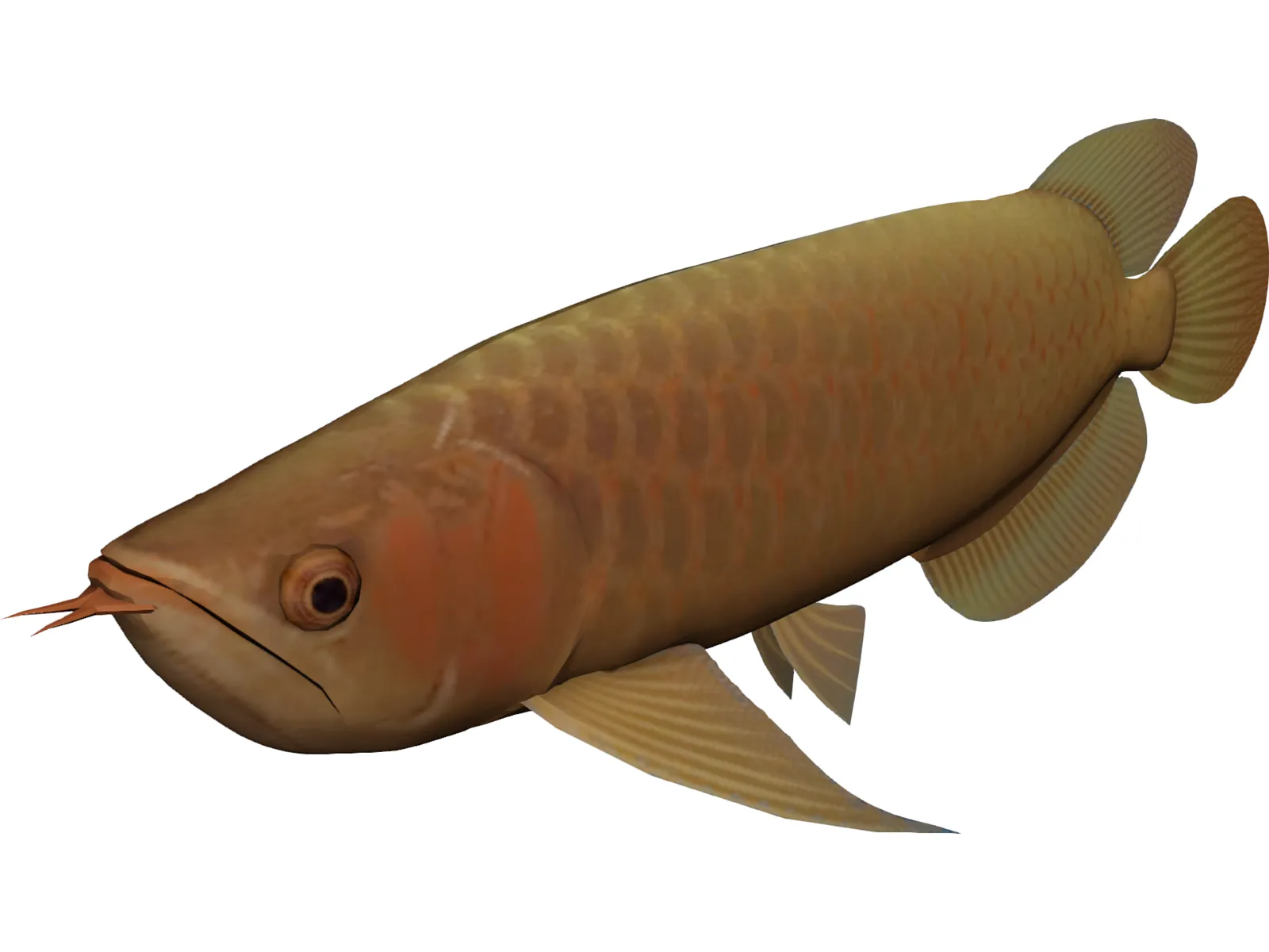 Asia Arowana 3D Model main preview