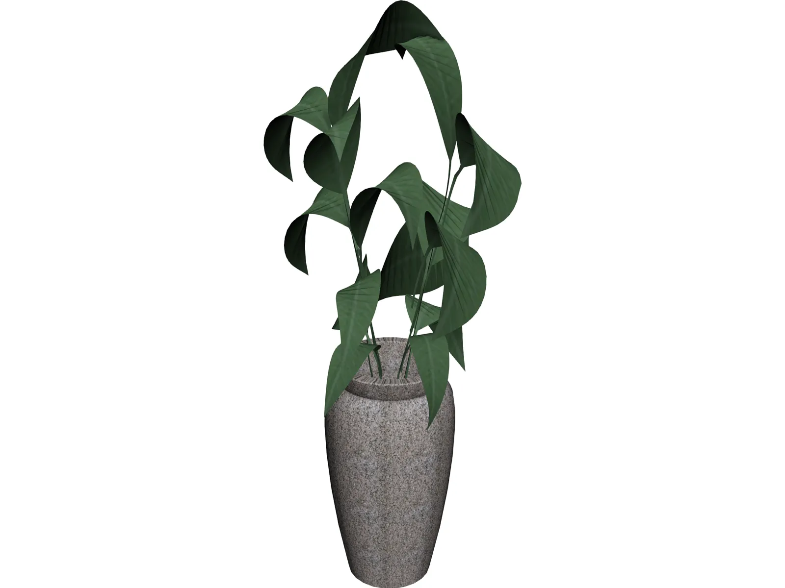 Ficus 3D Model main preview