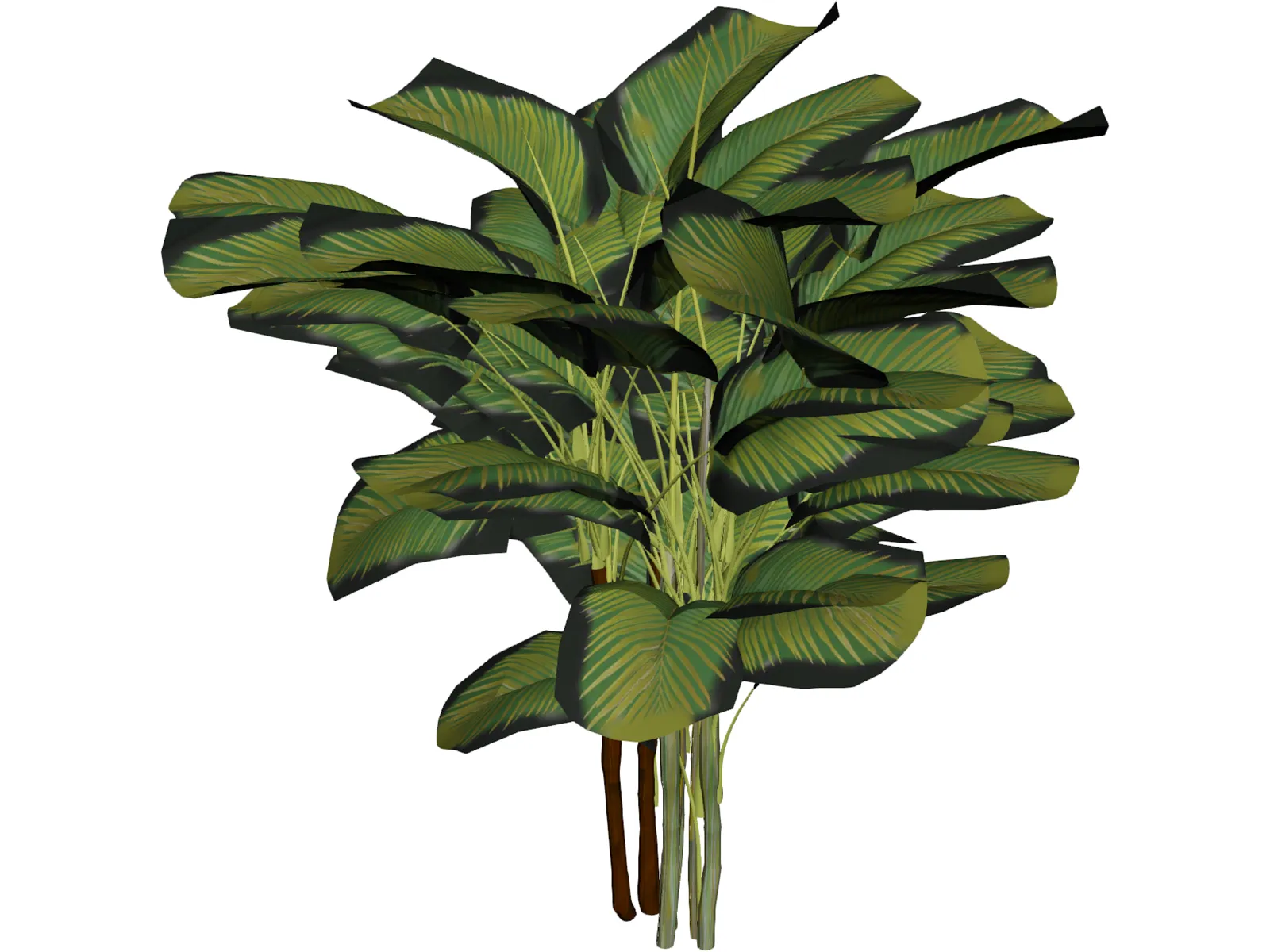 Bamboo Palm 3D Model main preview