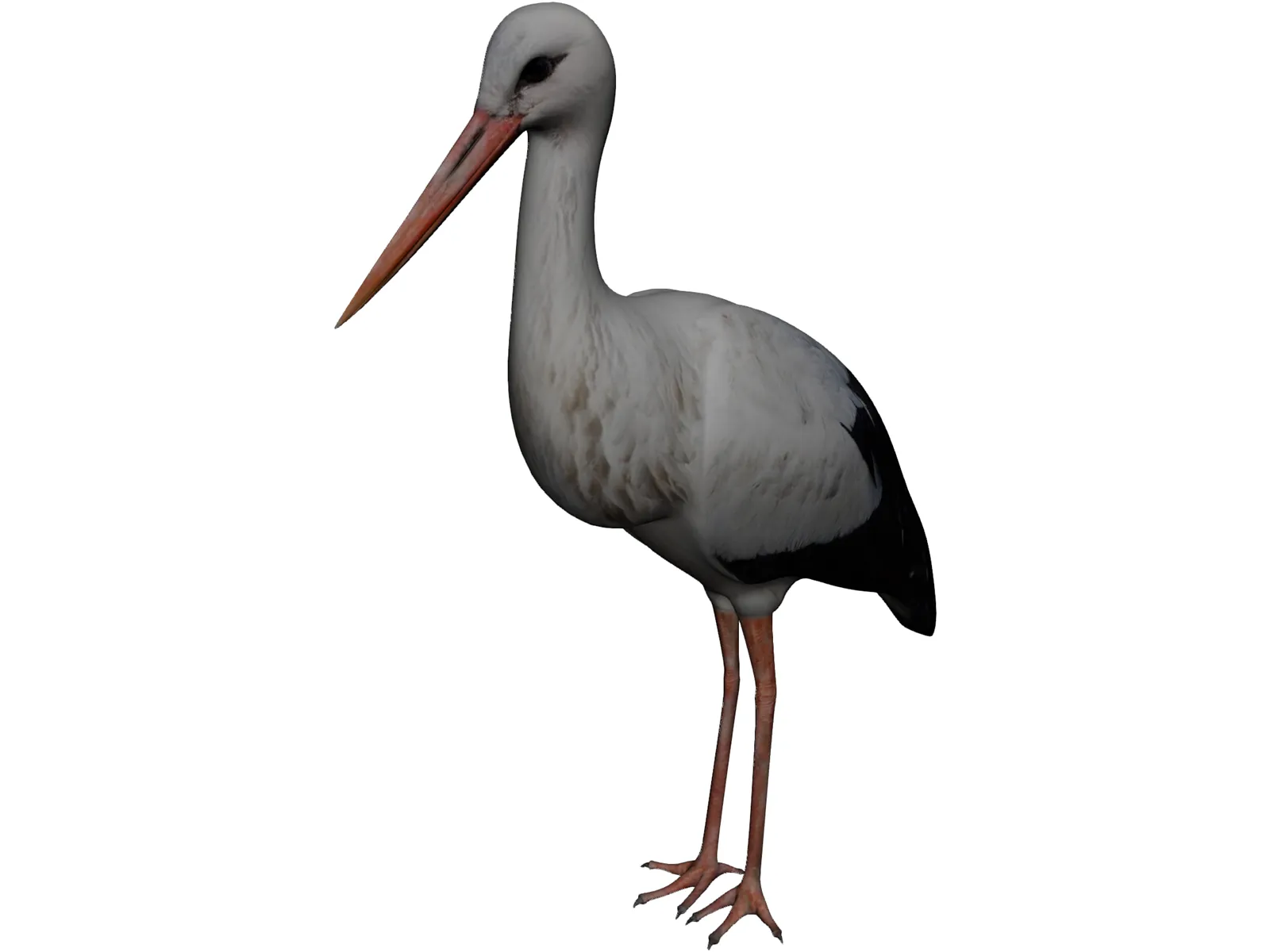 White Stork 3D Model main preview