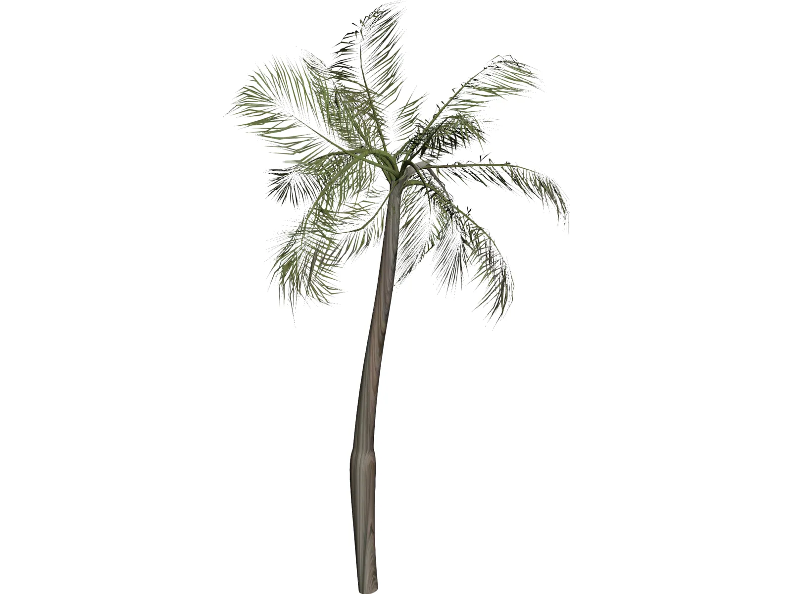 Palm Tree 3D Model main preview