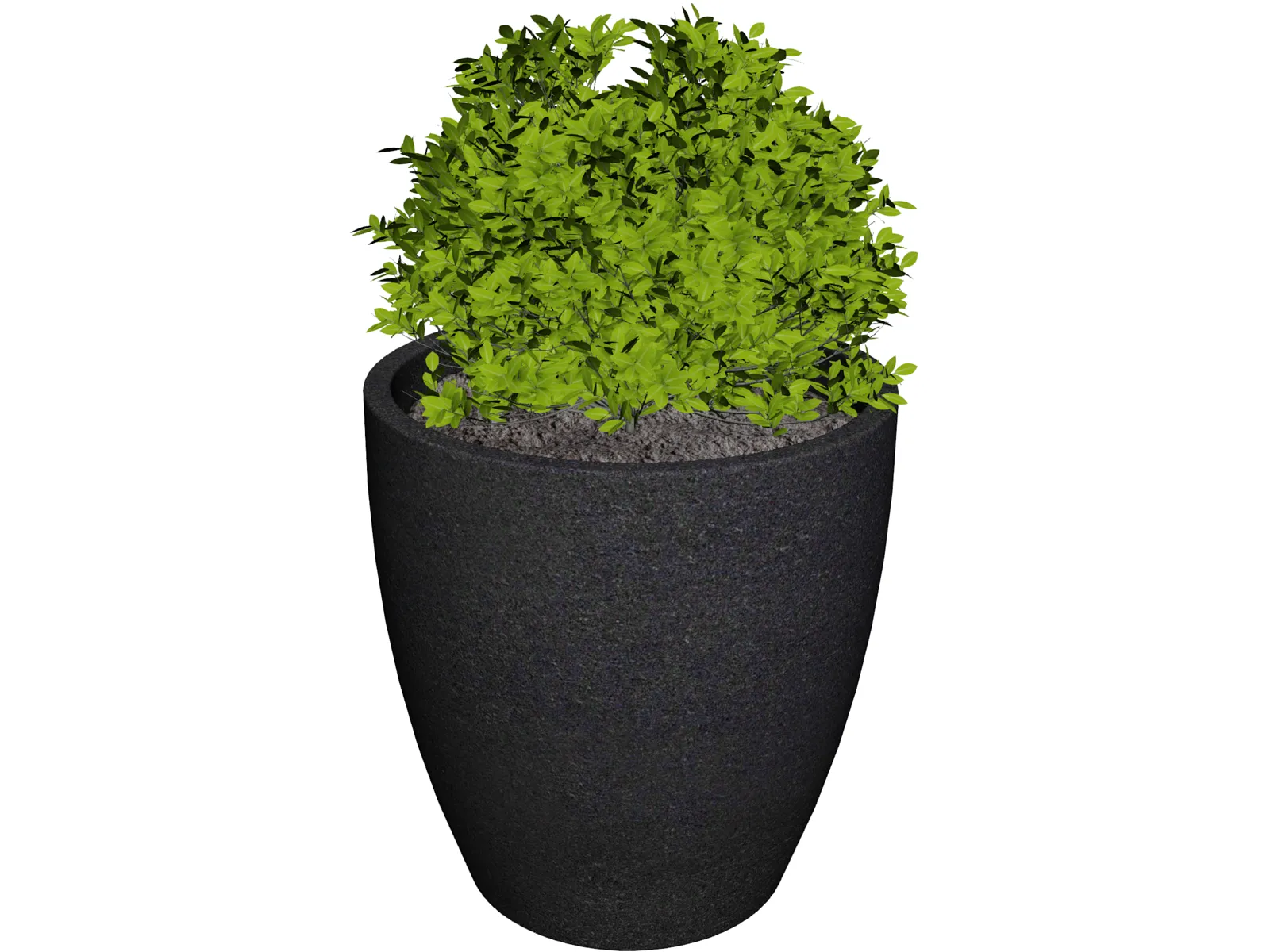Boxwood Plant 3D Model main preview