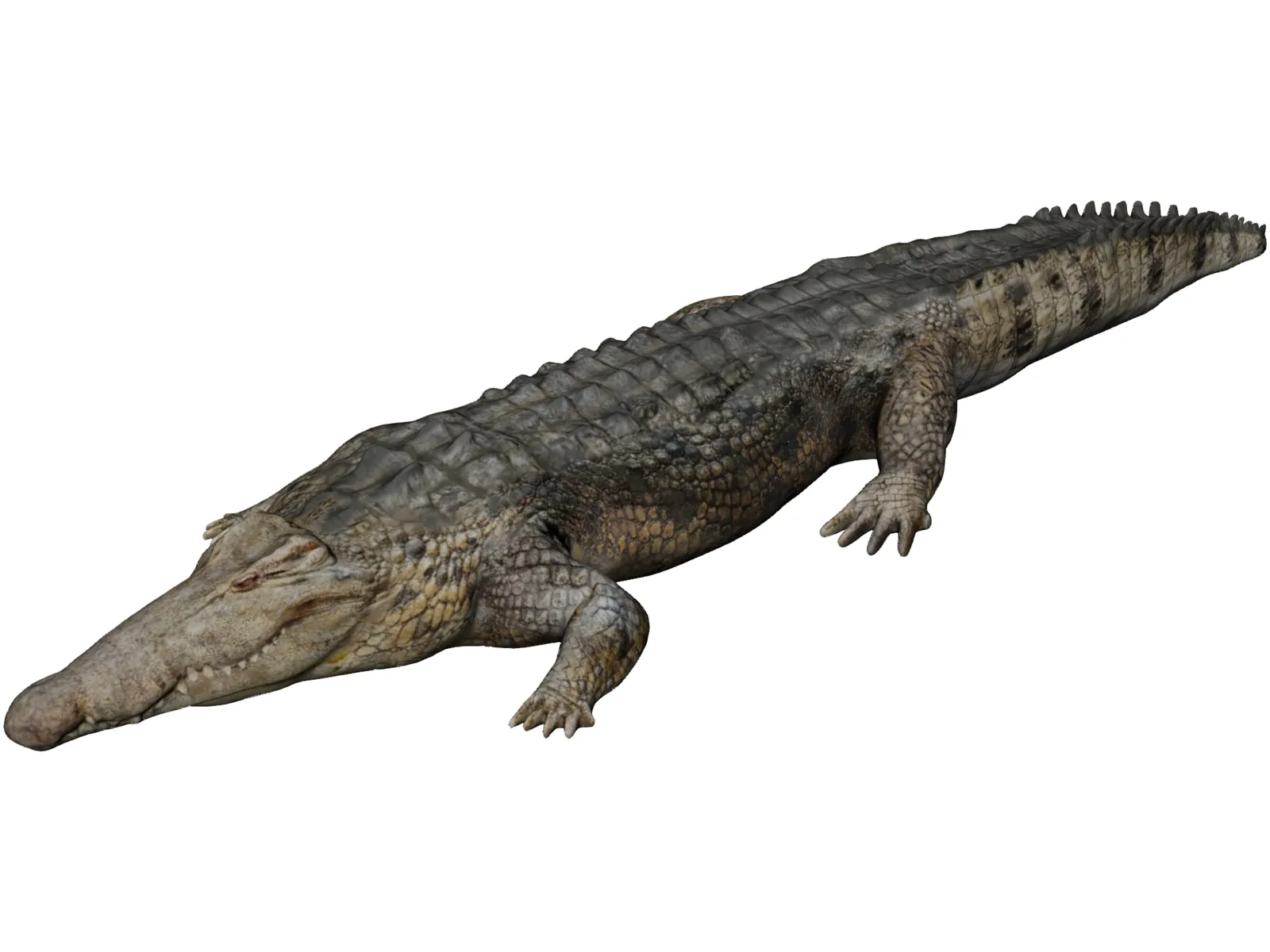 Crocodile 3D Model main preview