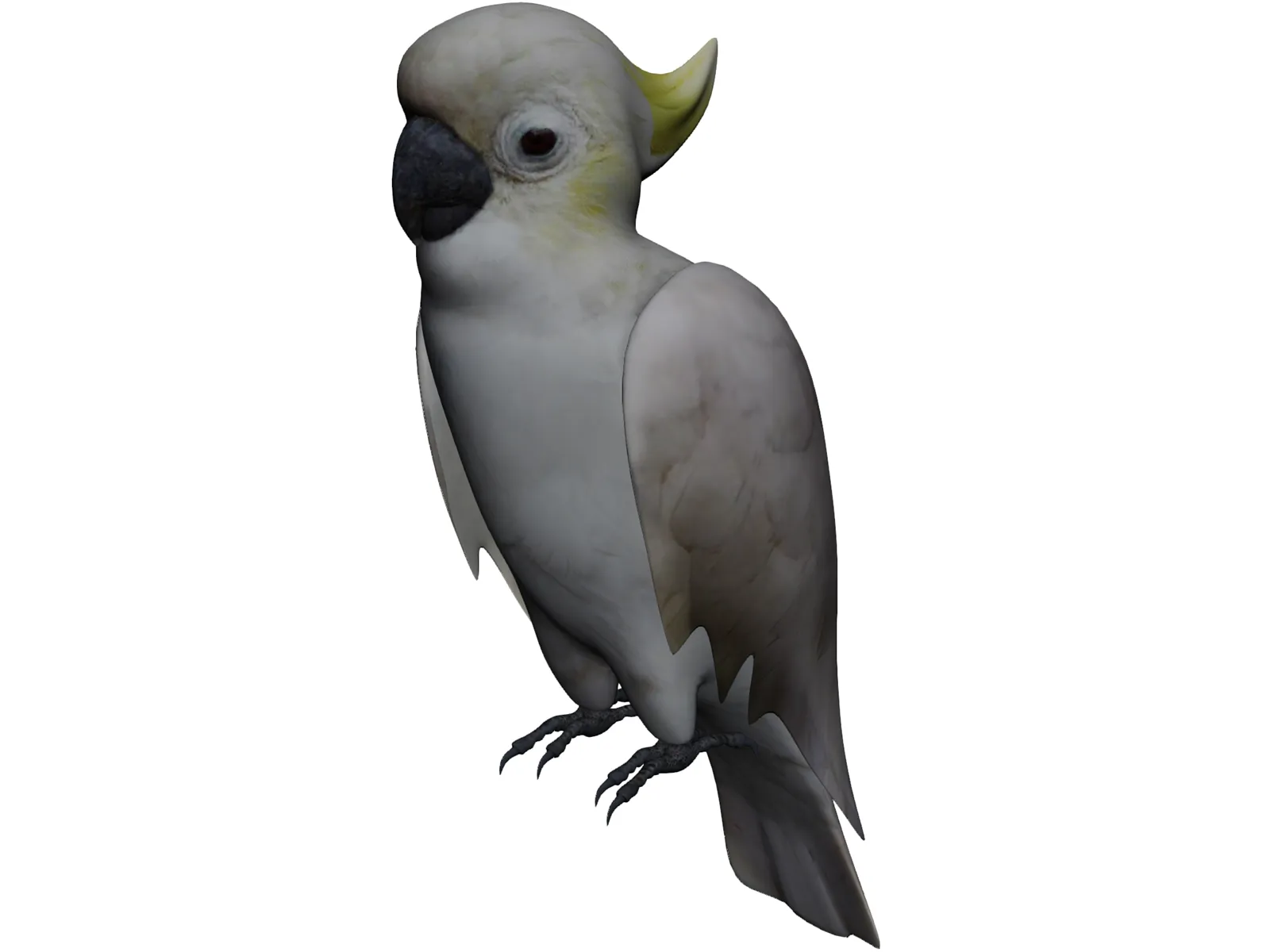Parrot 3D Model main preview