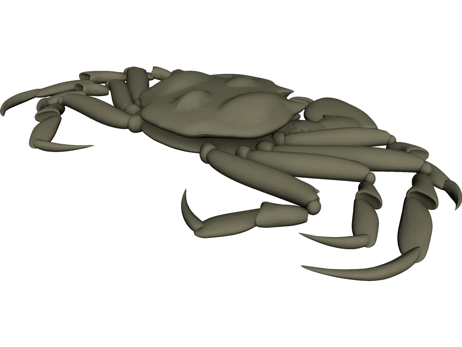 Chinese Mitten Crab 3D Model main preview