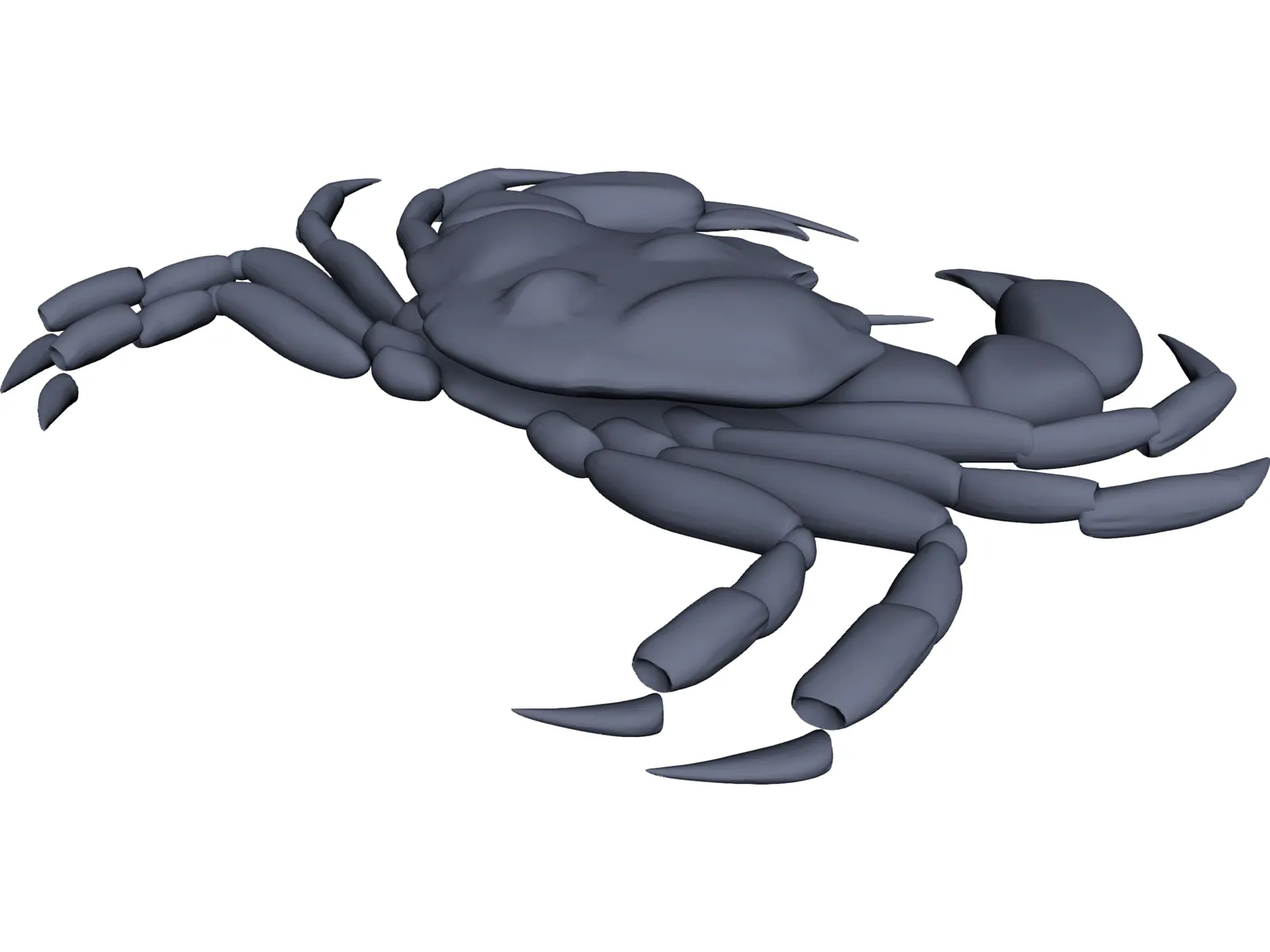 Harris Mud Crab 3D Model main preview