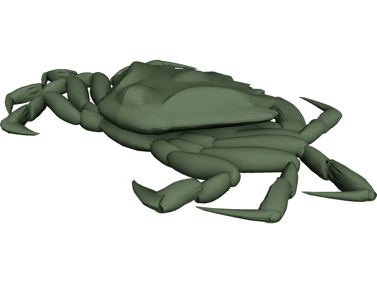 European Green Crab 3D Model main preview