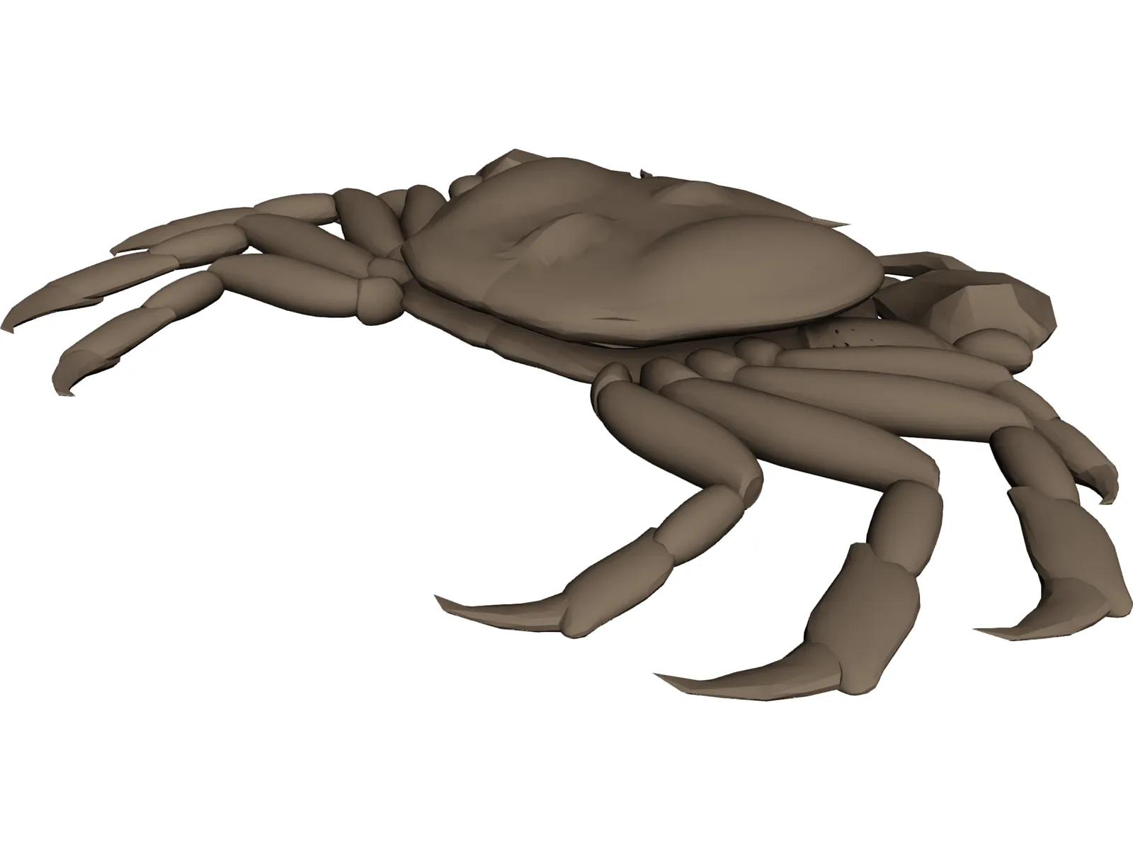 Asian Shore Crab 3D Model main preview