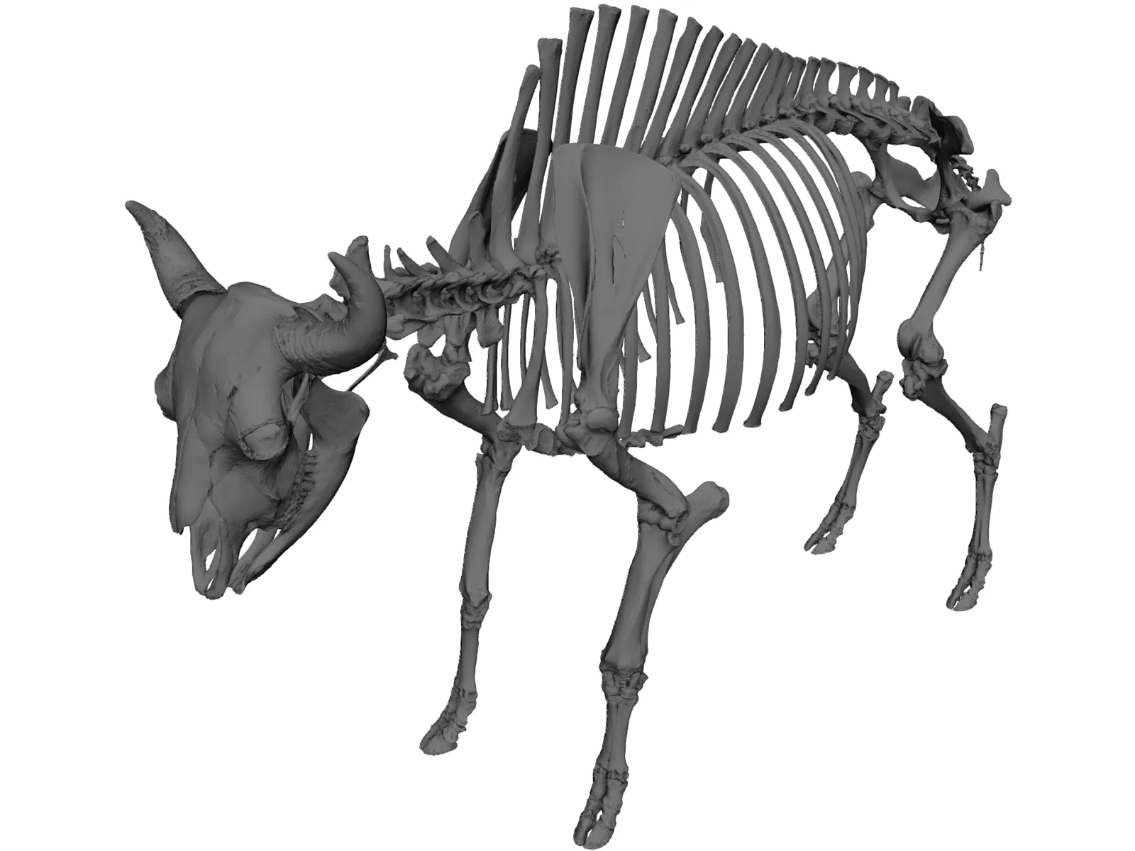 Bull Skeleton 3D Model main preview