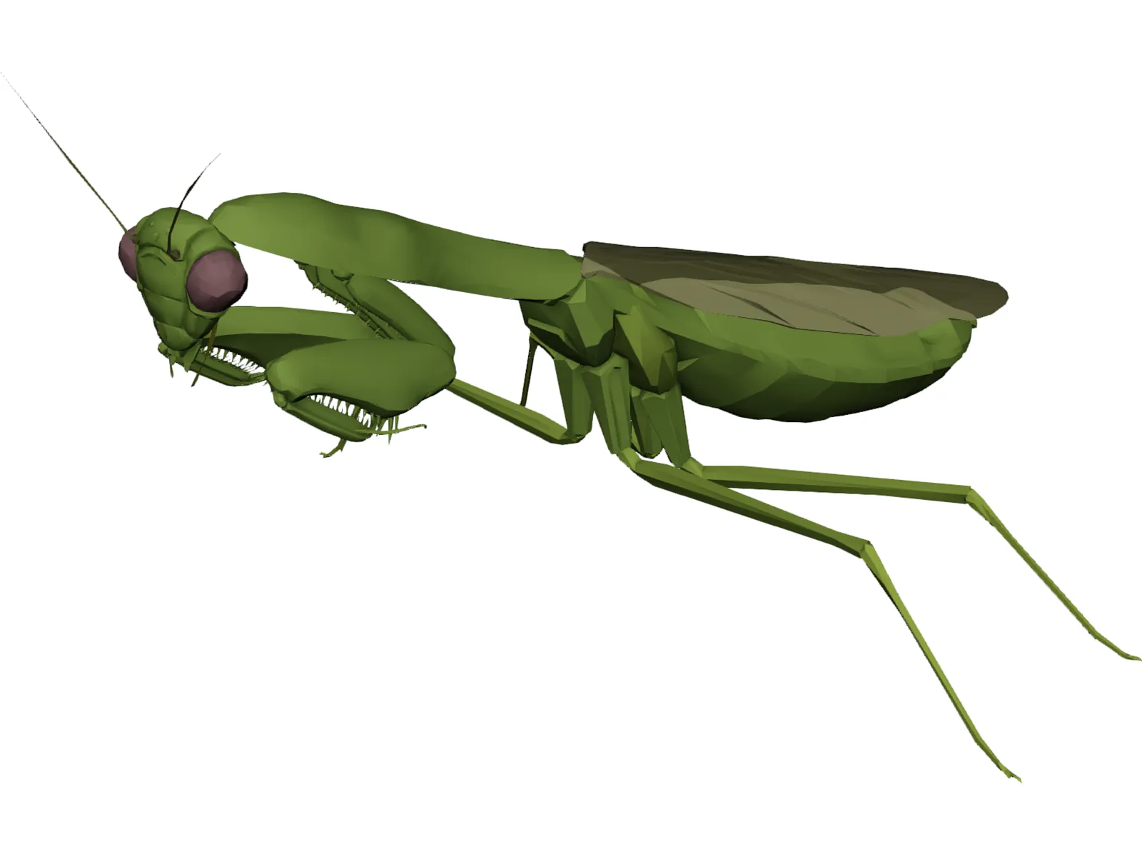 Flying Mantis 3D Model main preview
