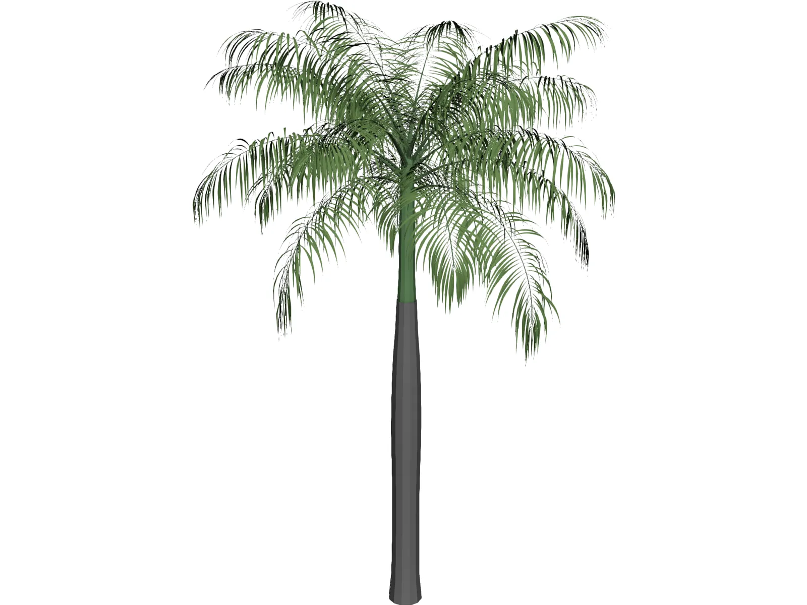 Palm Tree (Royal Palm) 3D Model main preview
