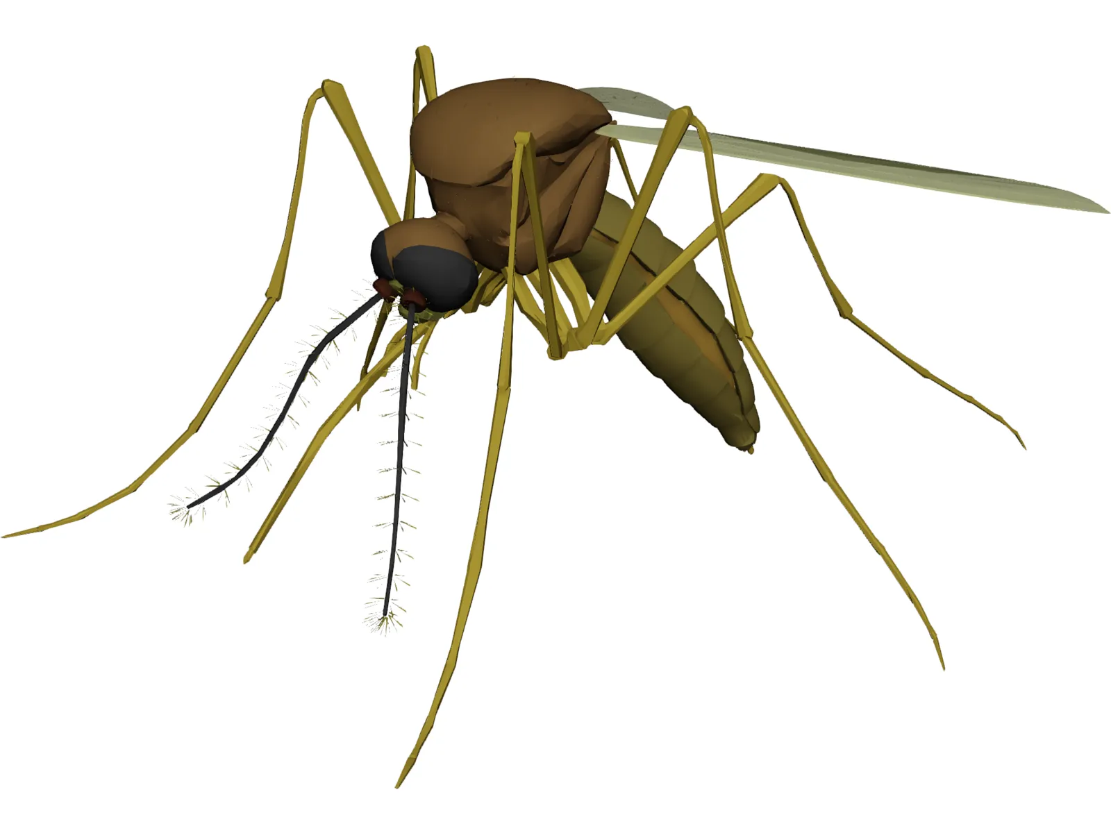 Mosquito 3D Model main preview