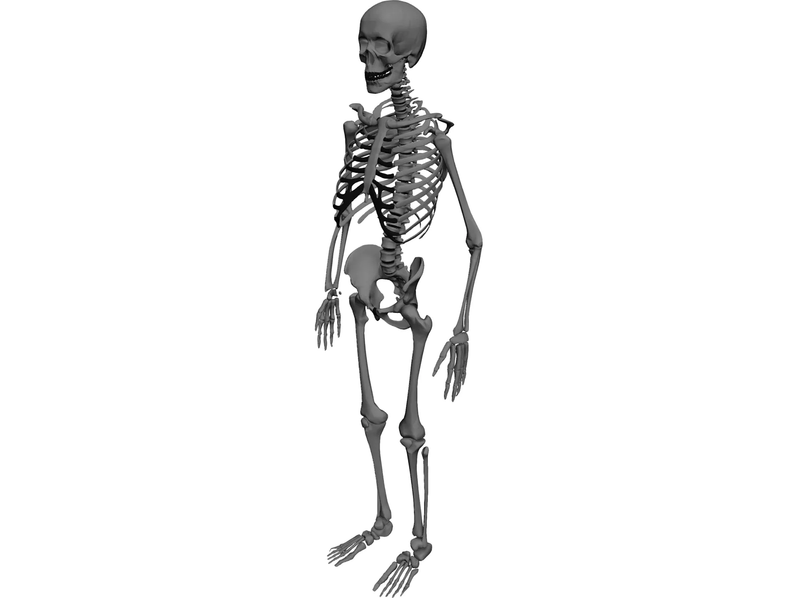 Skeleton 3D Model main preview