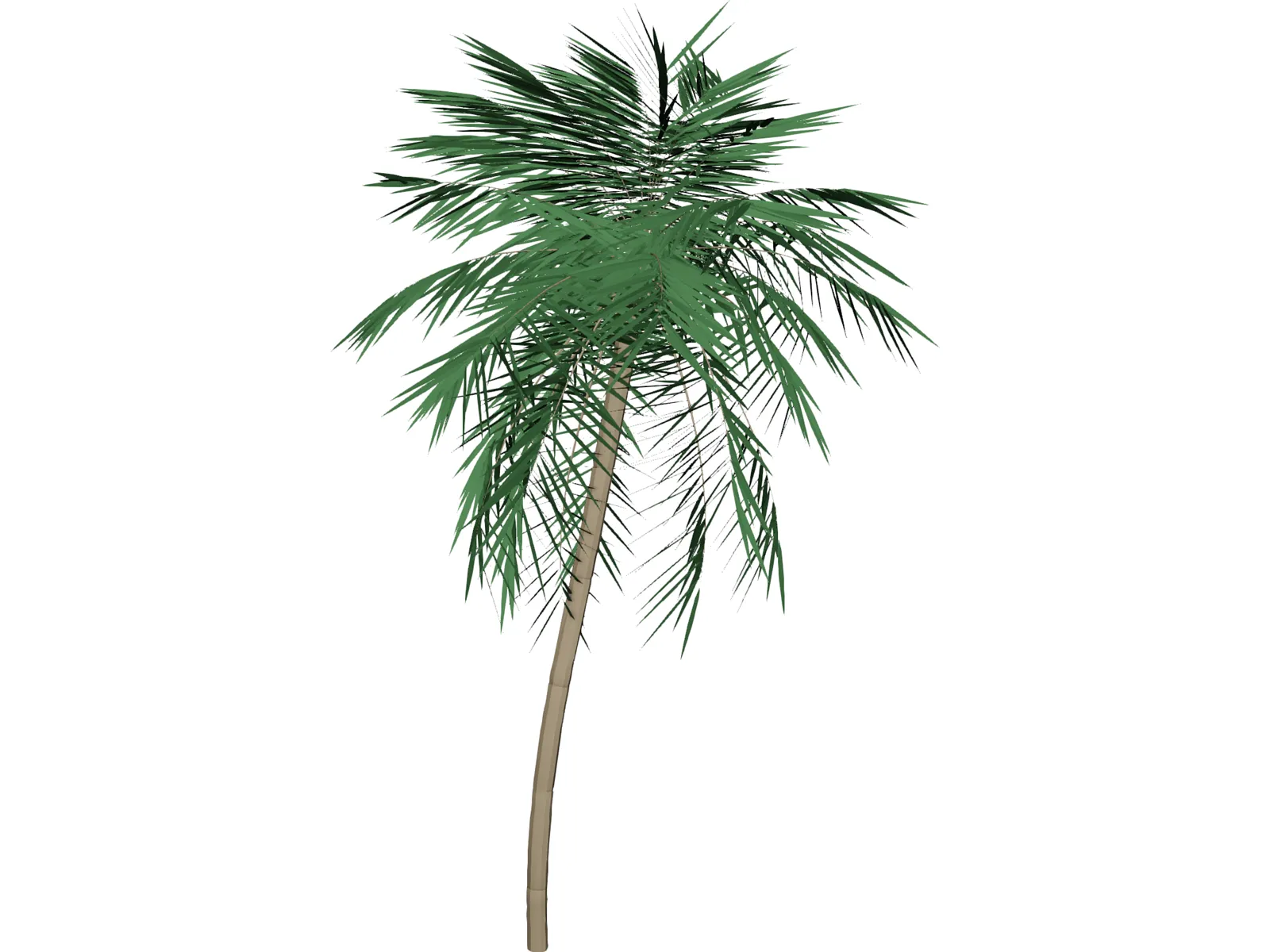 Palm Tree Tall 3D Model main preview