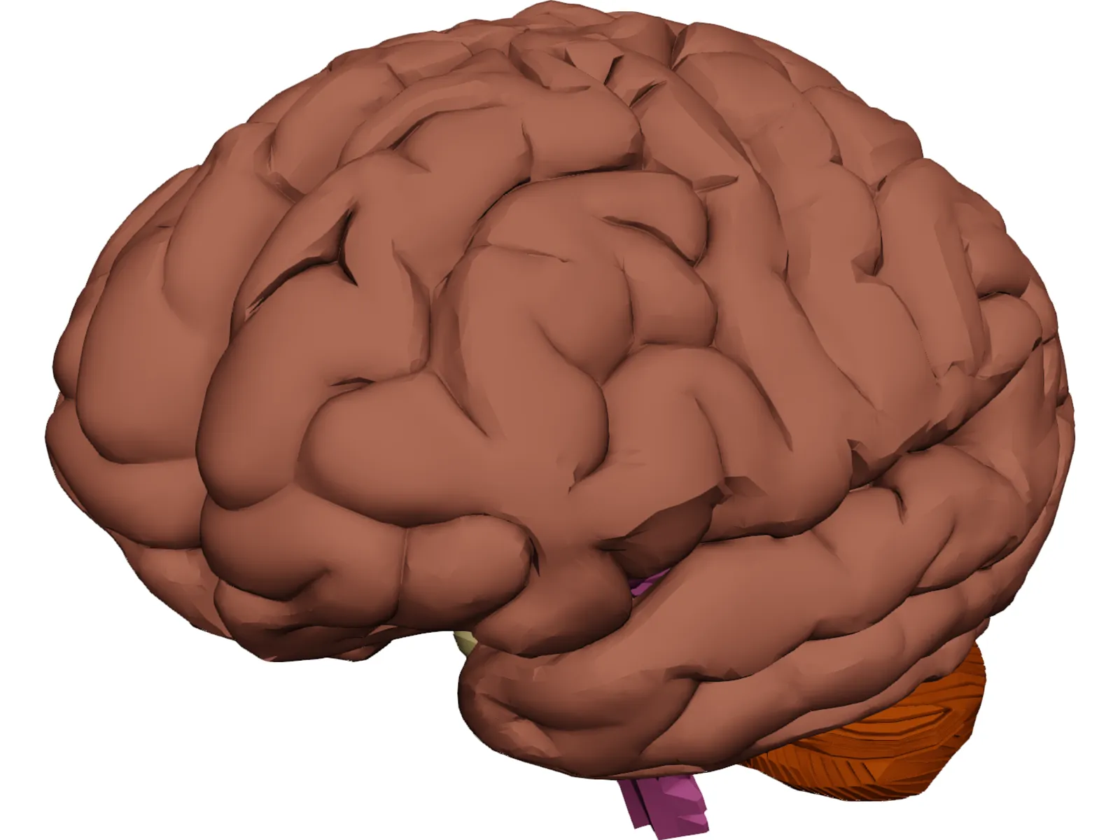 Brain 3D Model main preview