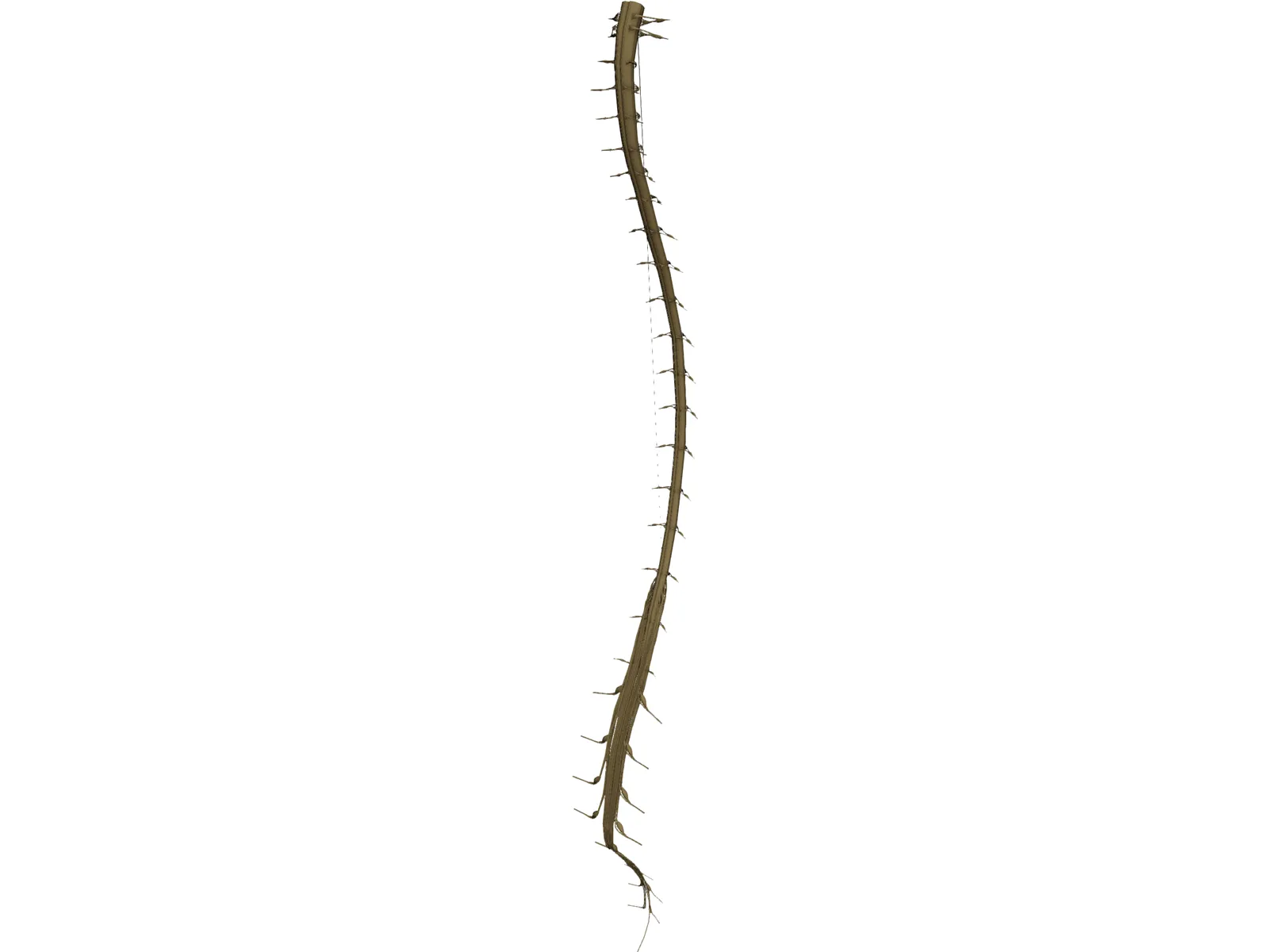 Spinal Cord 3D Model main preview