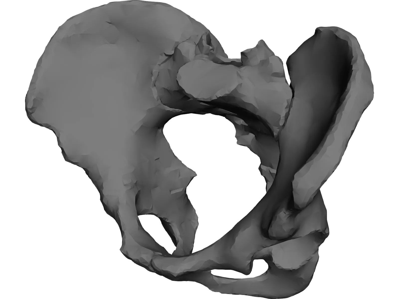 Pelvis 3D Model main preview