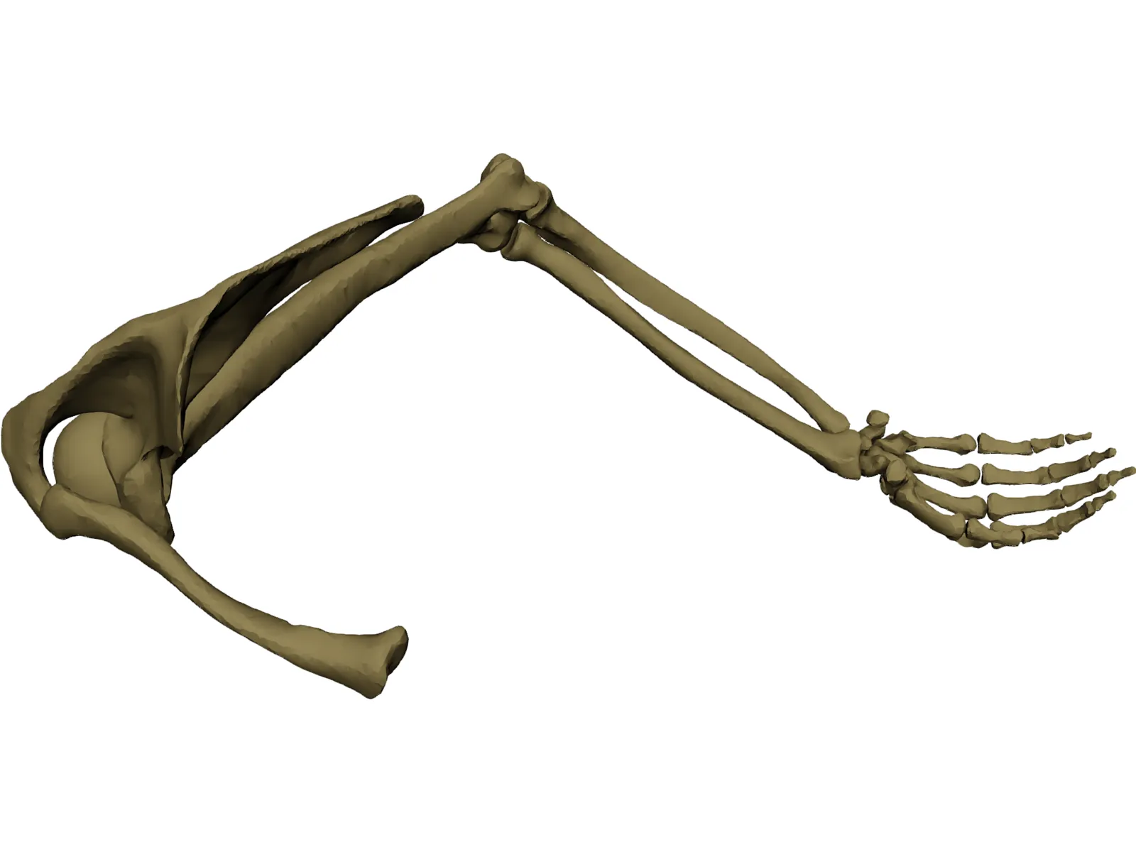 Arm Right 3D Model main preview
