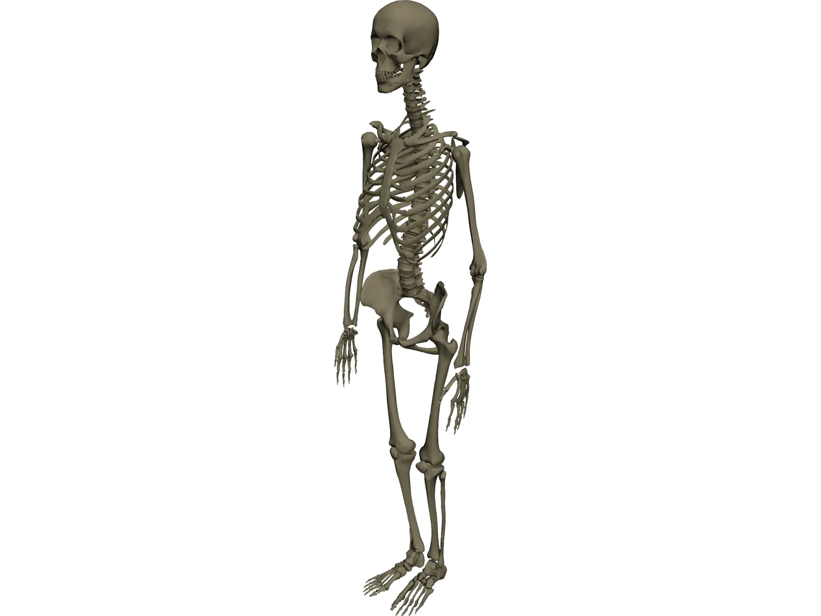 Skeleton Female 3D Model main preview