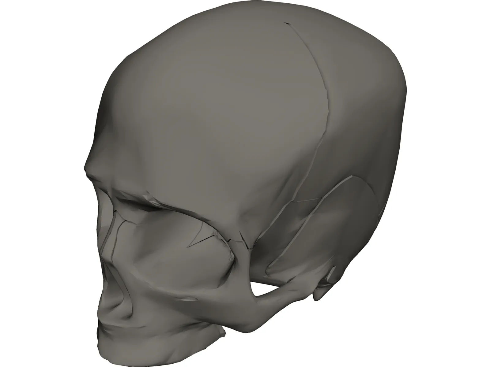 Skull Detailed 3D Model main preview