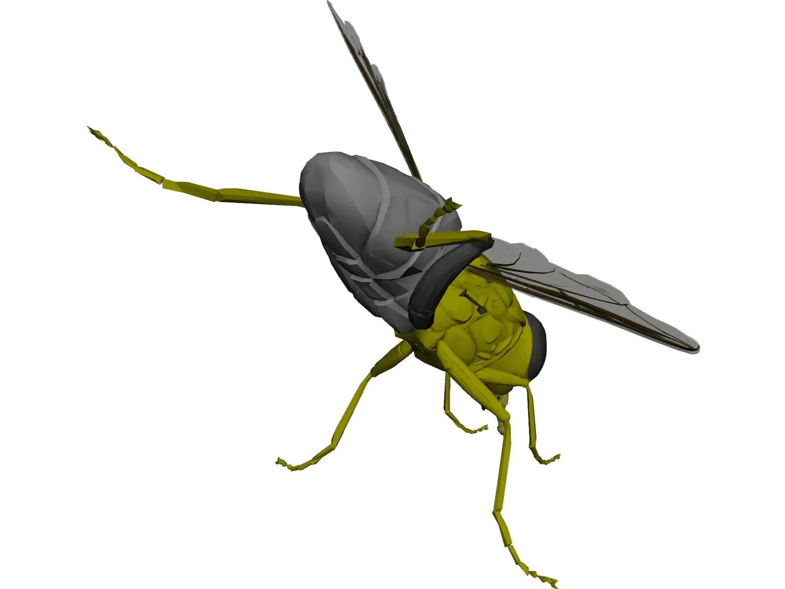 Fly 3D Model main preview