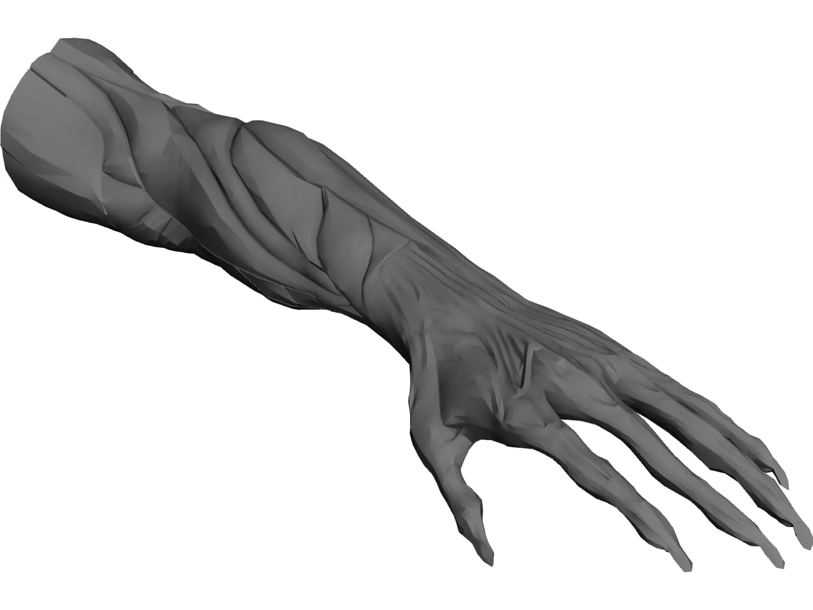 Arm Muscles 3D Model main preview