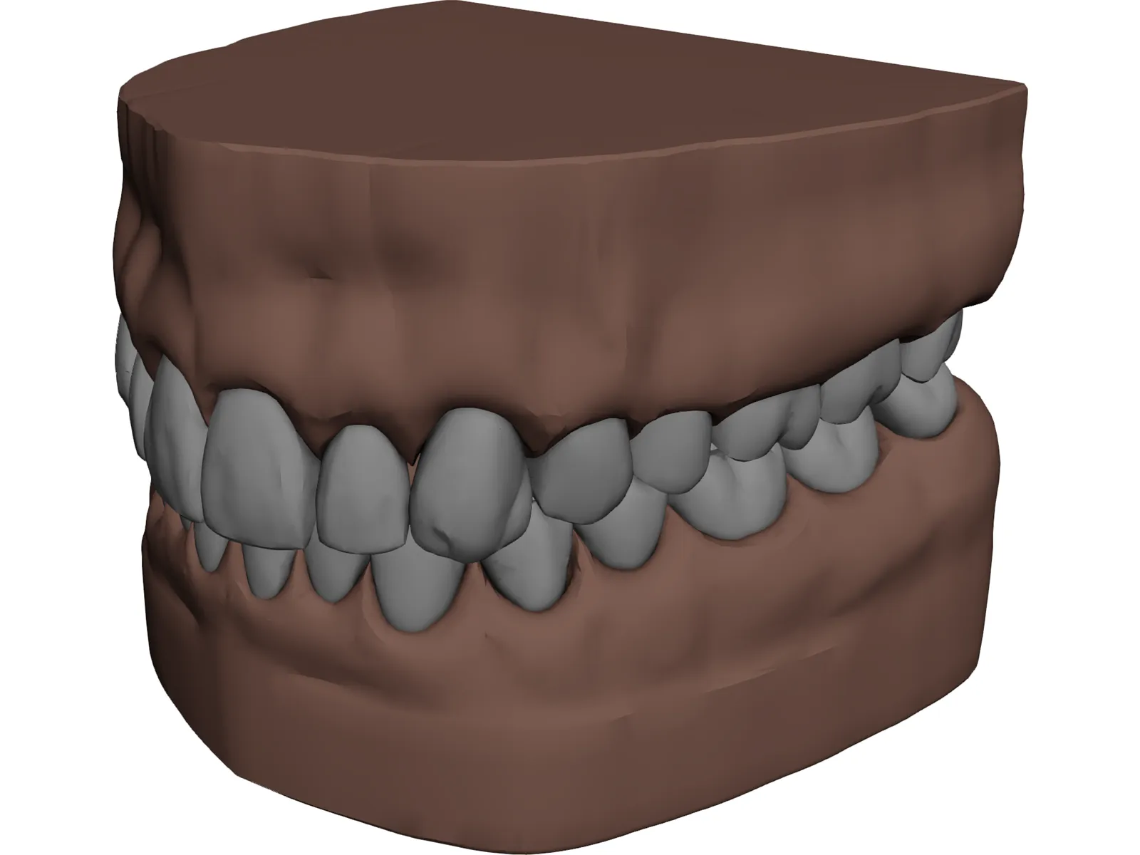 Teeth, Roots, Gums 3D Model main preview