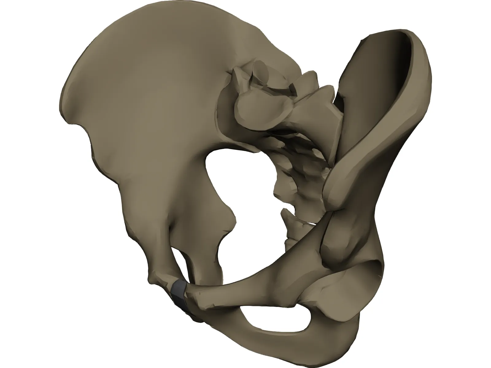 Pelvis Male 3D Model main preview