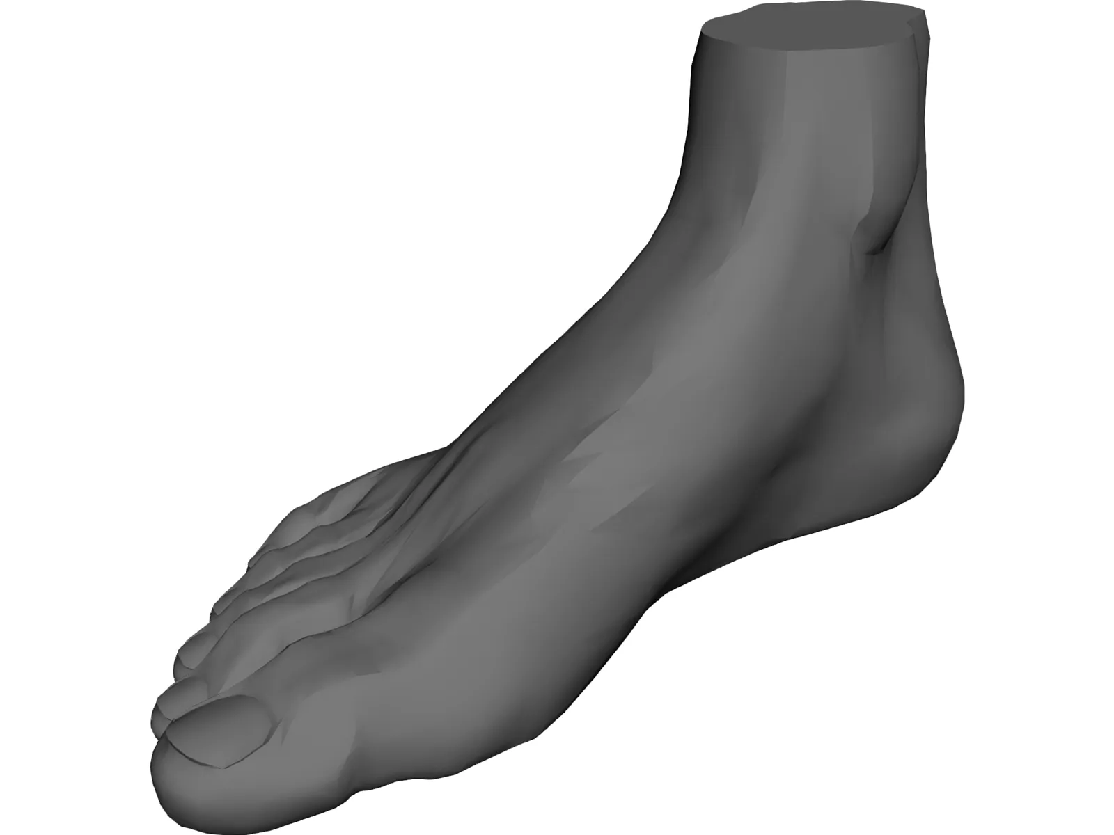 Foot 3D Model main preview