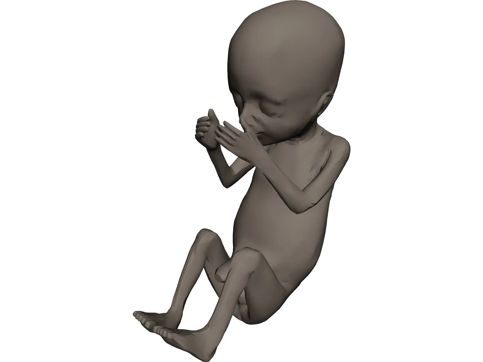 Fetus 20-Week 3D Model main preview