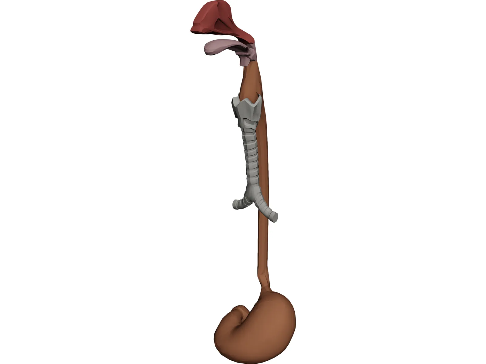 Digestive Tract and Respiratory 3D Model main preview