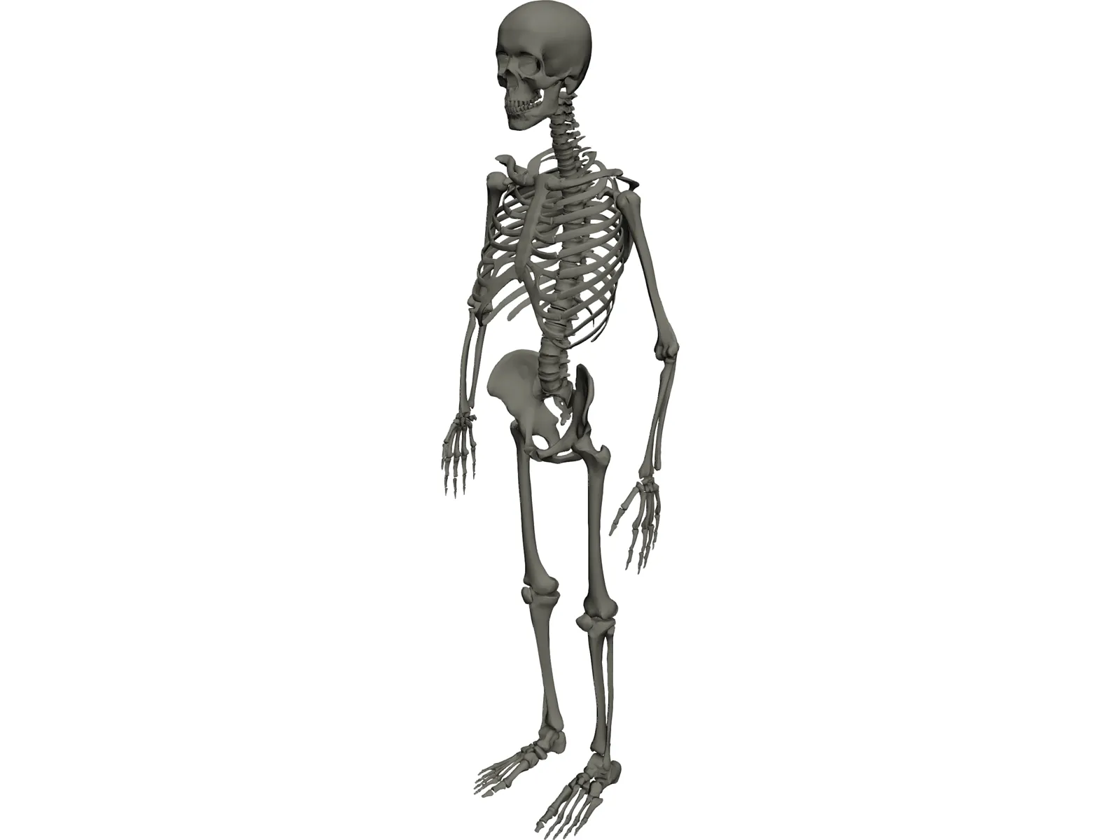 Skeleton Male 3D Model main preview