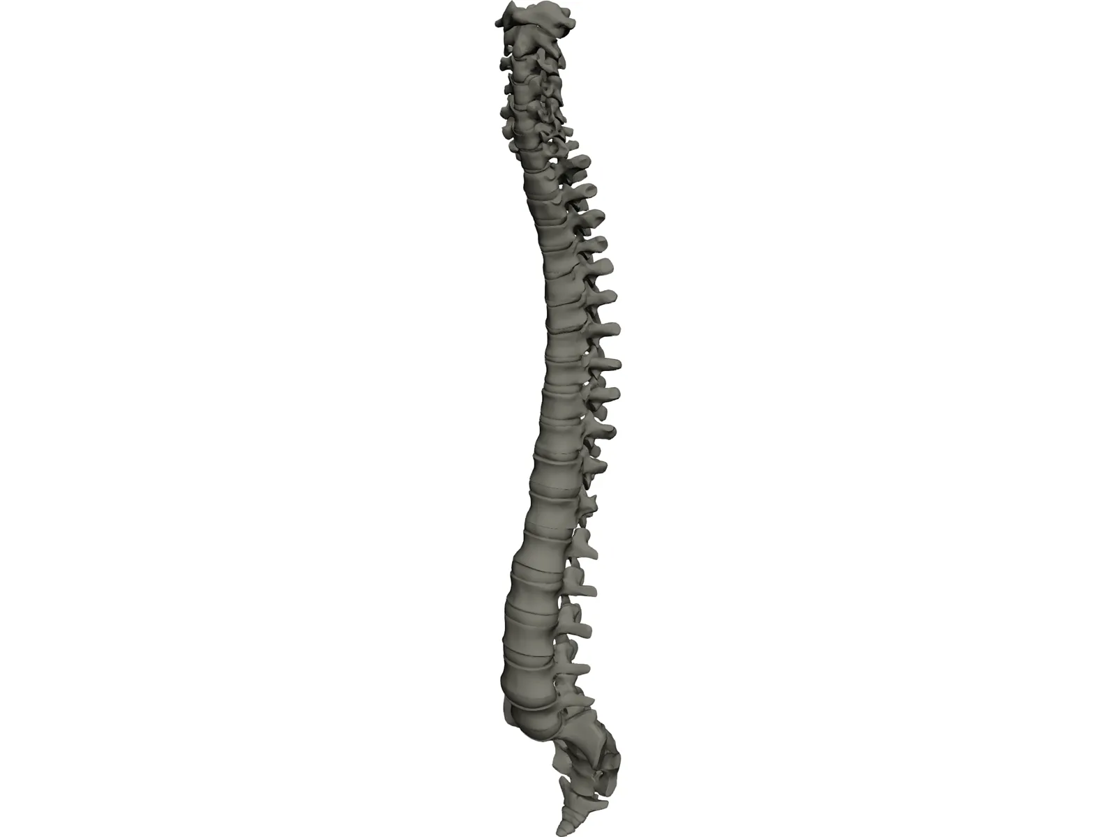 Vertebral Column 3D Model main preview