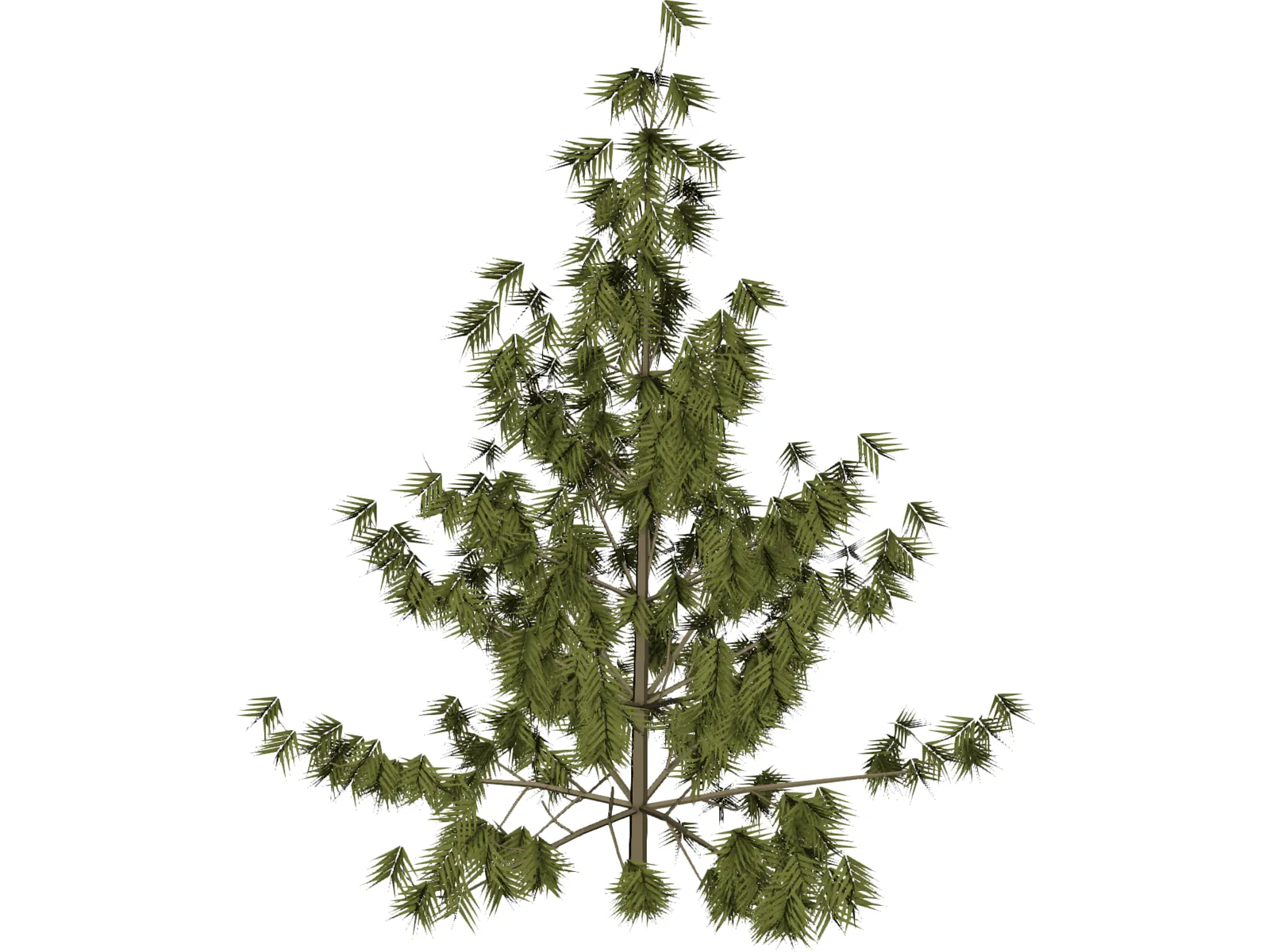 Bhutan Pine 3D Model main preview