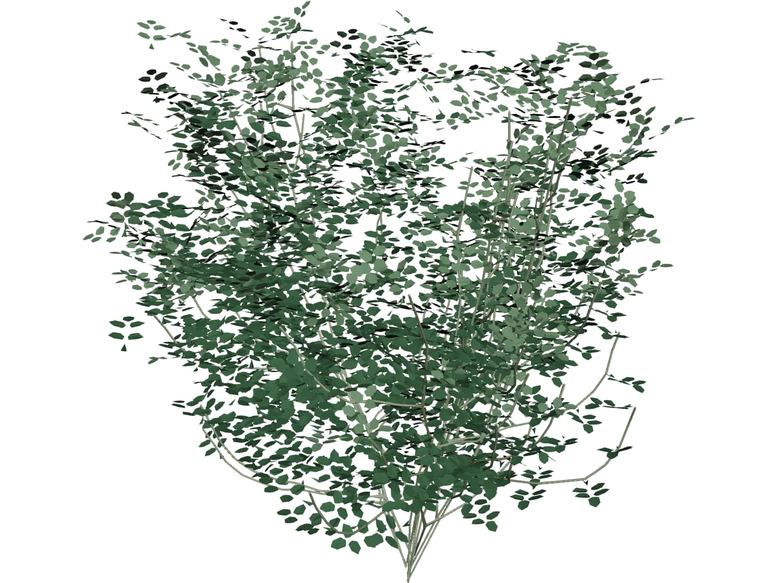 Laburnum Alpinum 3D Model main preview