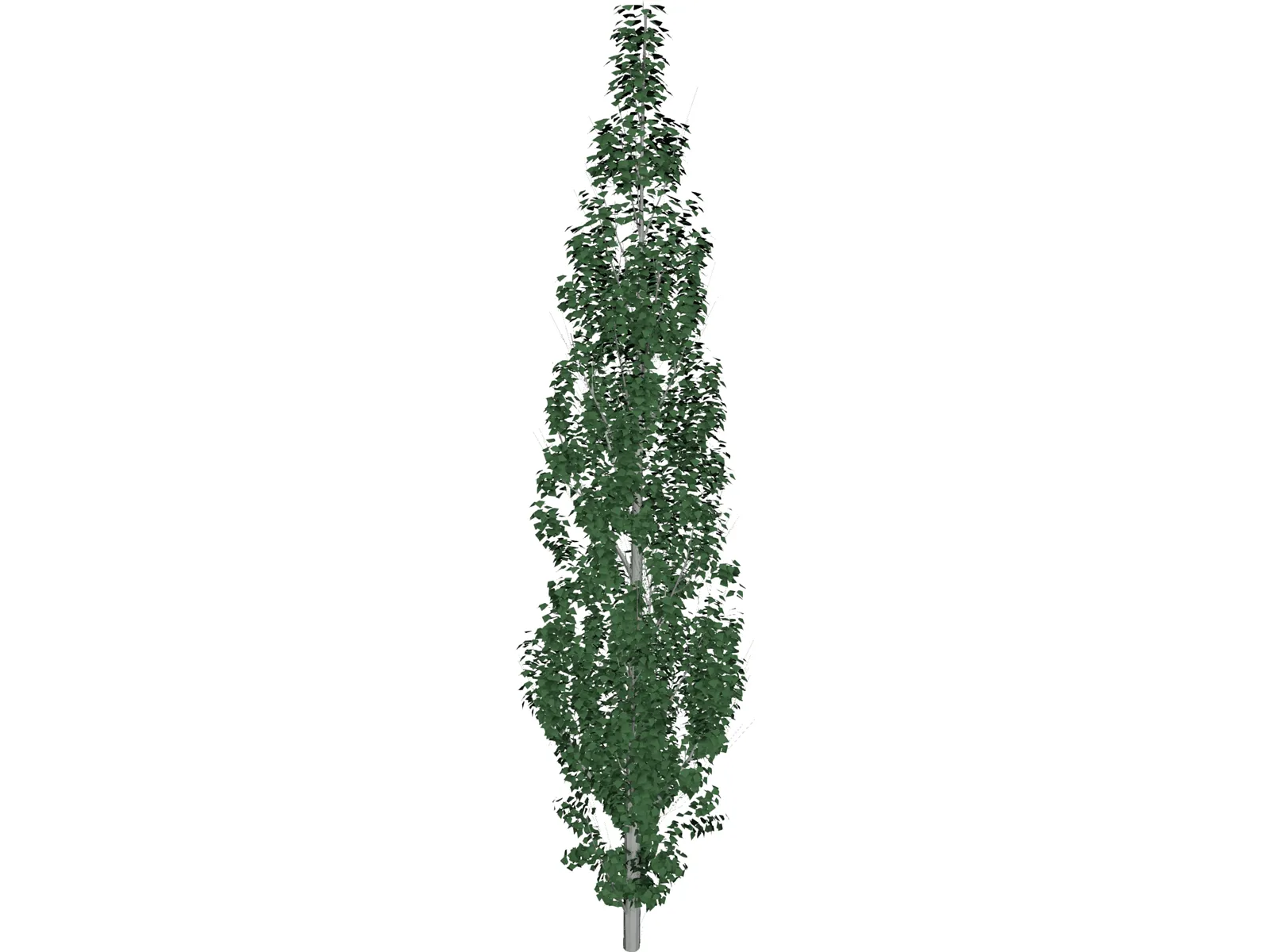 Populus 3D Model main preview