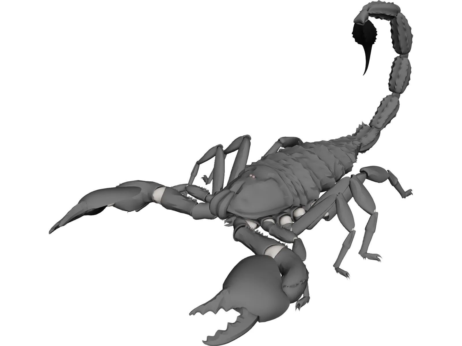 Scorpion (Arachnid Scorpionida) 3D Model main preview