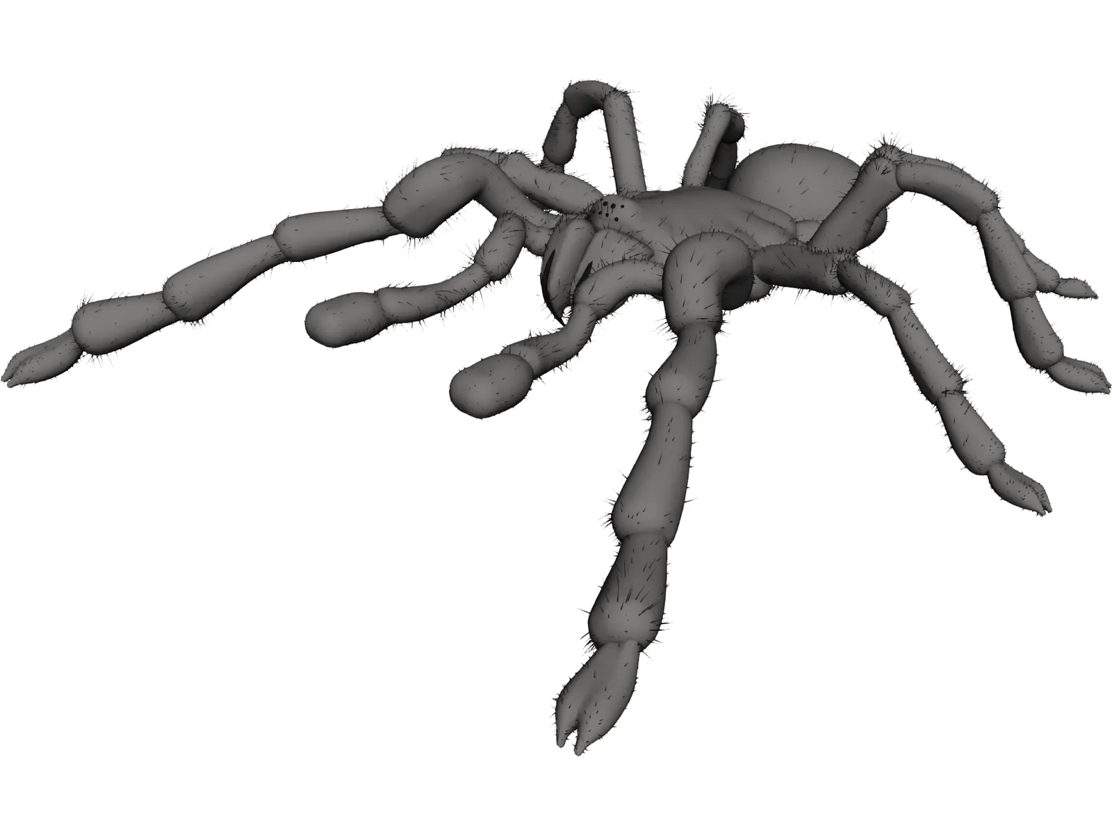 Tarantula 3D Model main preview