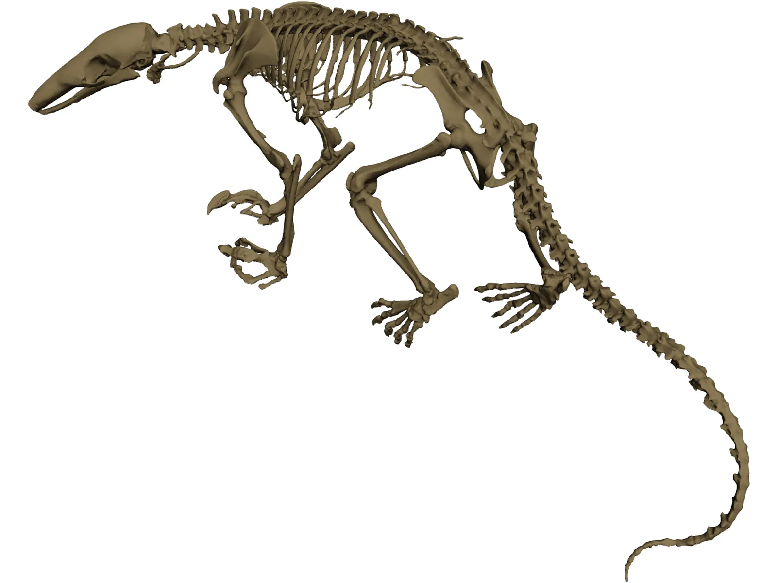 Anteater Skeleton 3D Model main preview