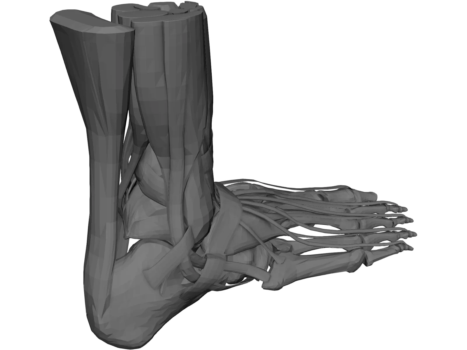 Human Leg 3D Model main preview