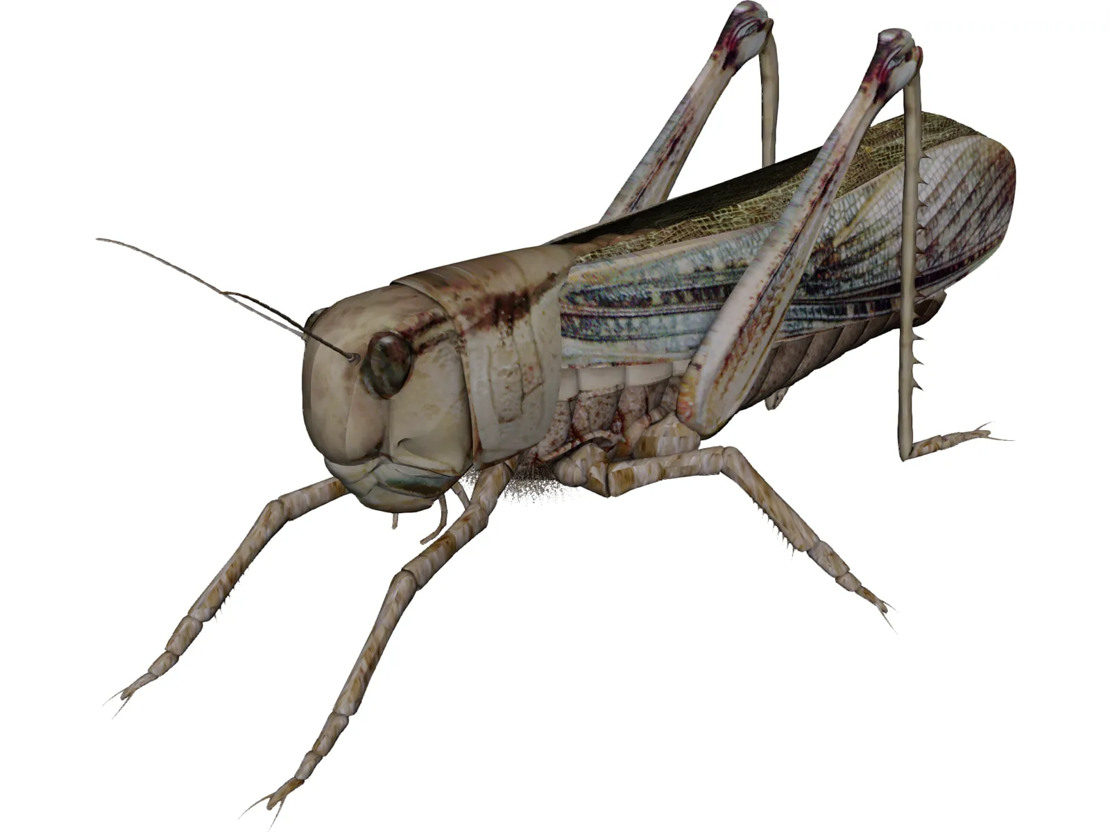 Grasshopper 3D Model main preview