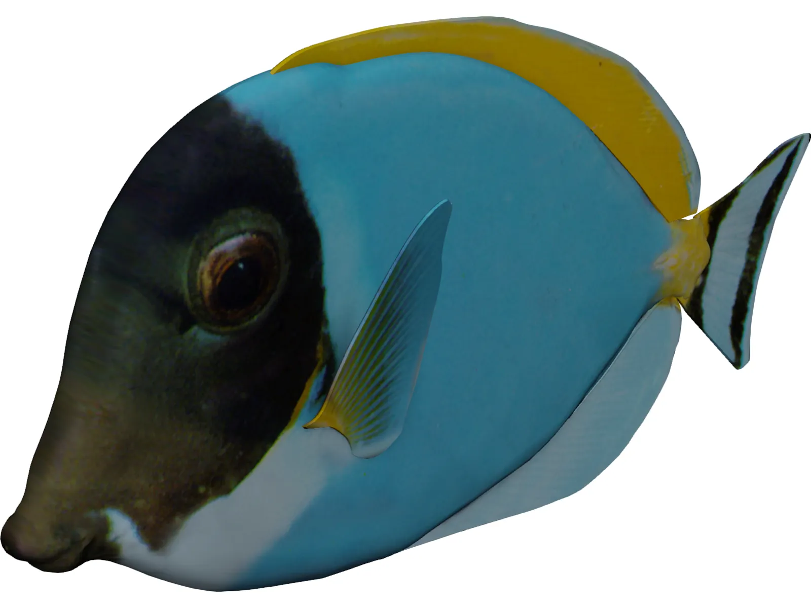 Amblyrhyncotes 3D Model main preview