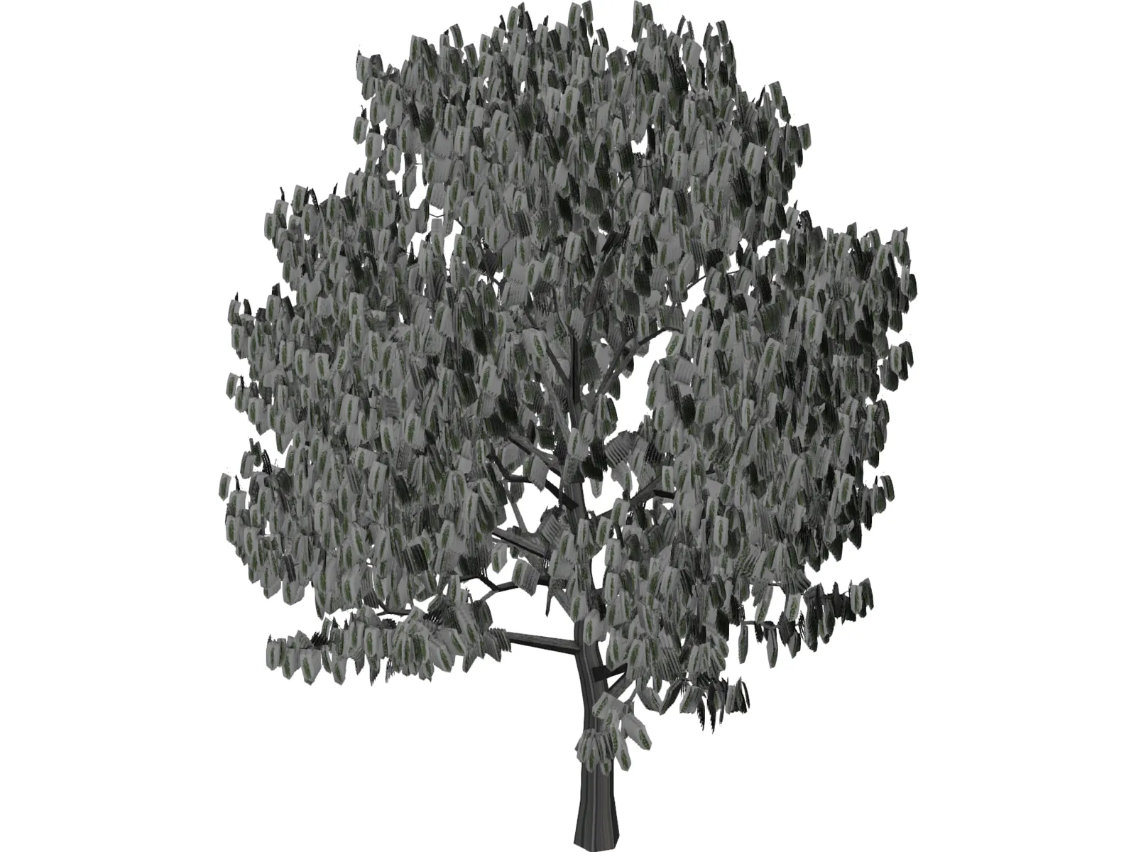 Acacia Tree 3D Model main preview