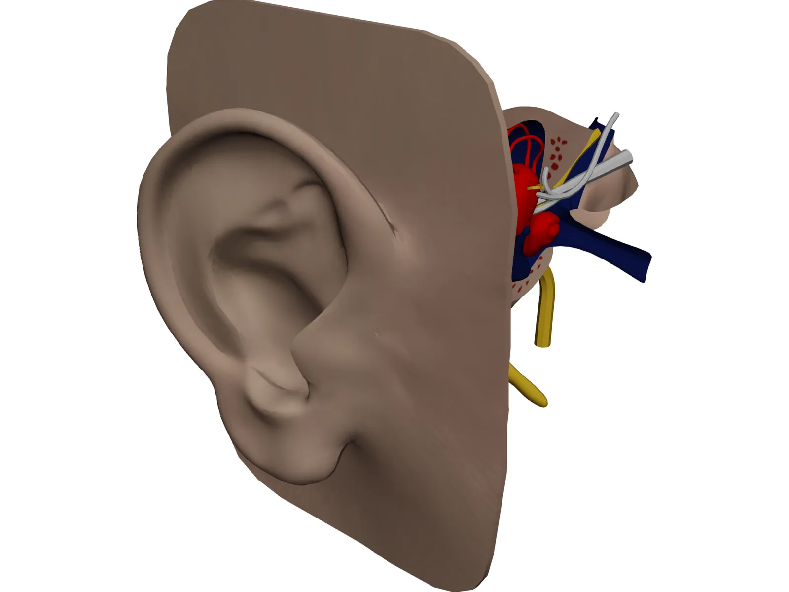 Ear 3D Model main preview