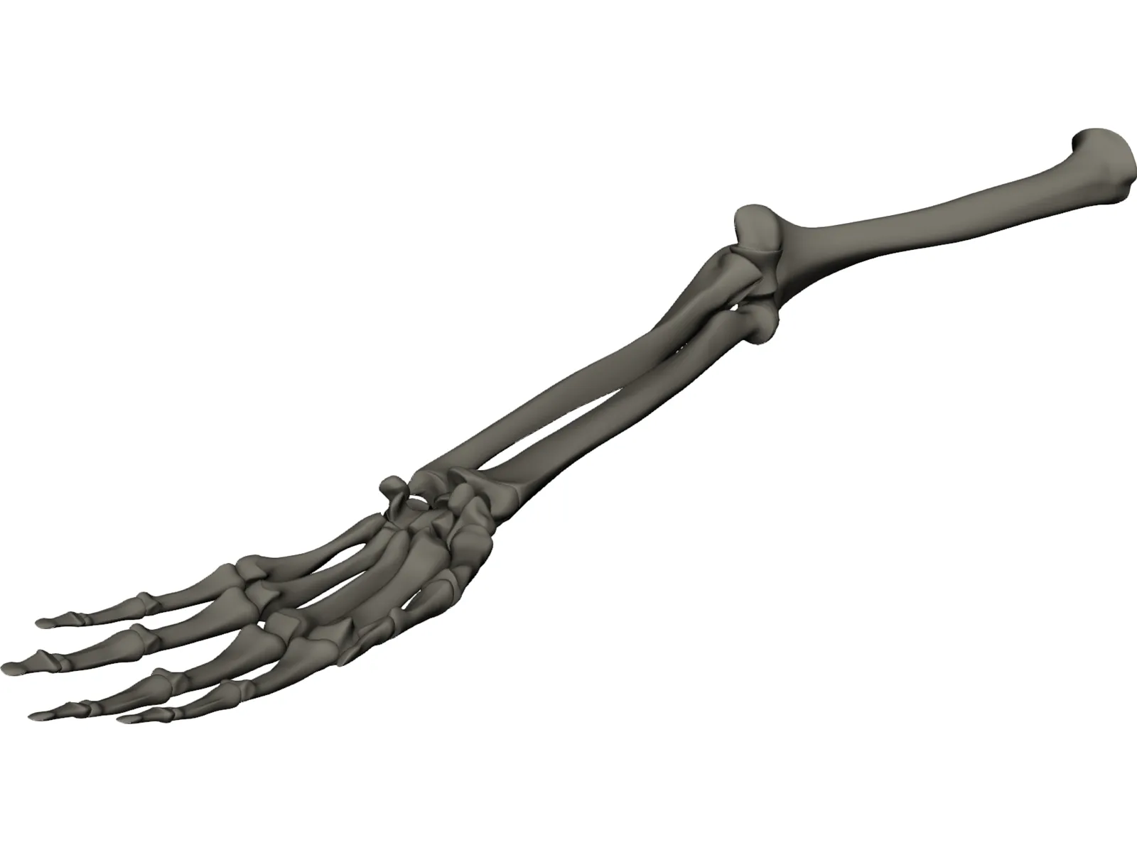 Hand 3D Model main preview