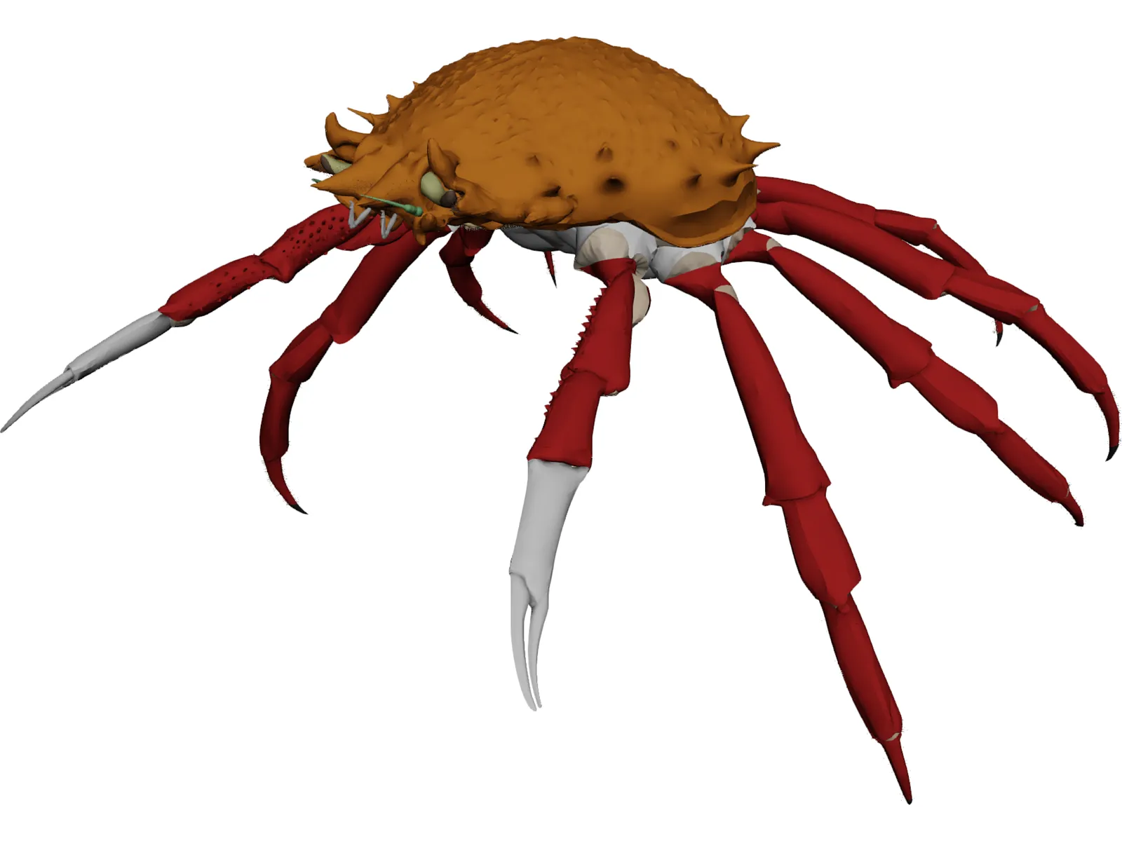 Crab (Maia Squinado) 3D Model main preview