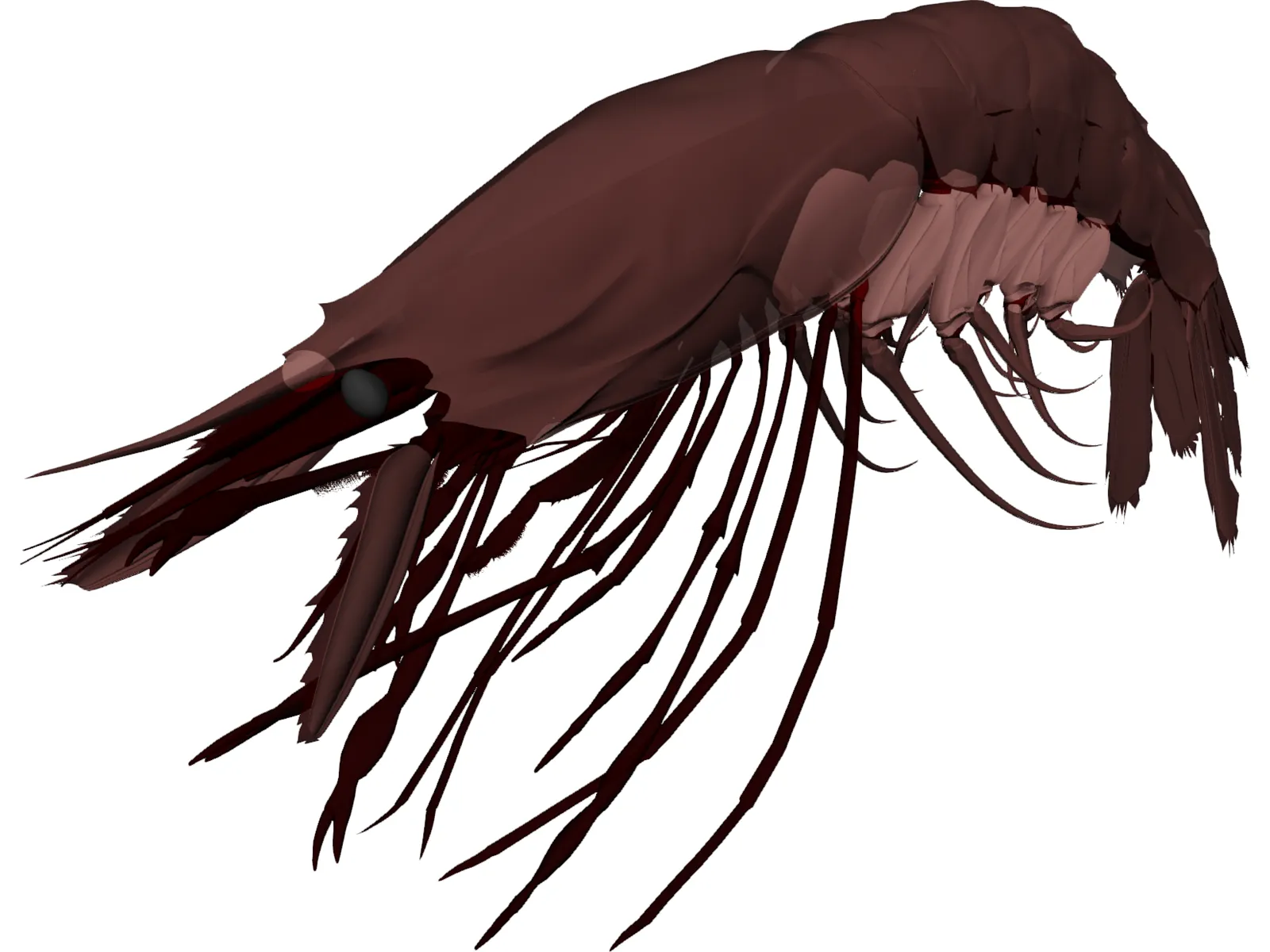Large Red Prawn 3D Model main preview